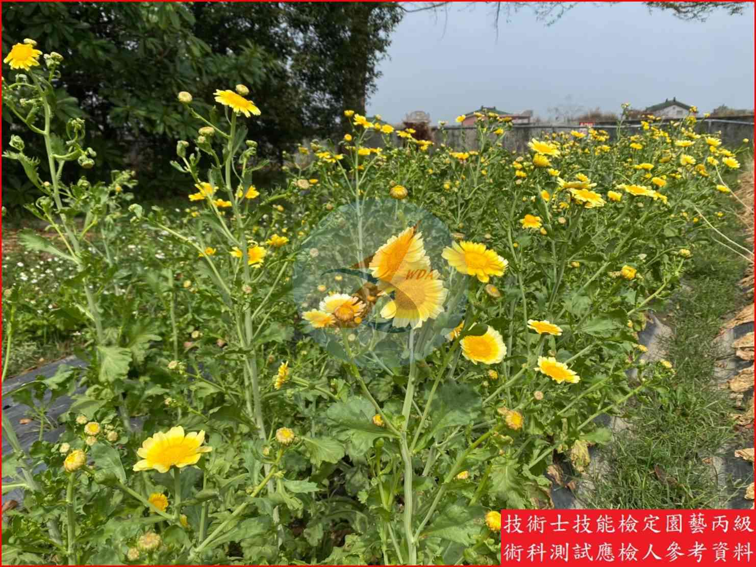 茼蒿 園藝丙級識別圖片 4