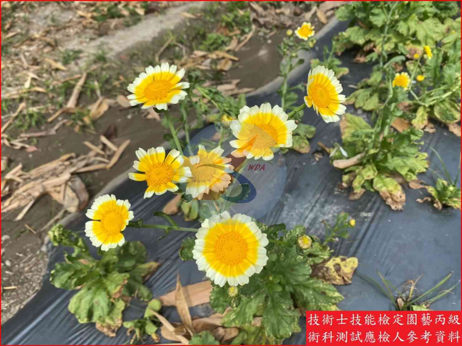 茼蒿 園藝丙級識別圖片 5