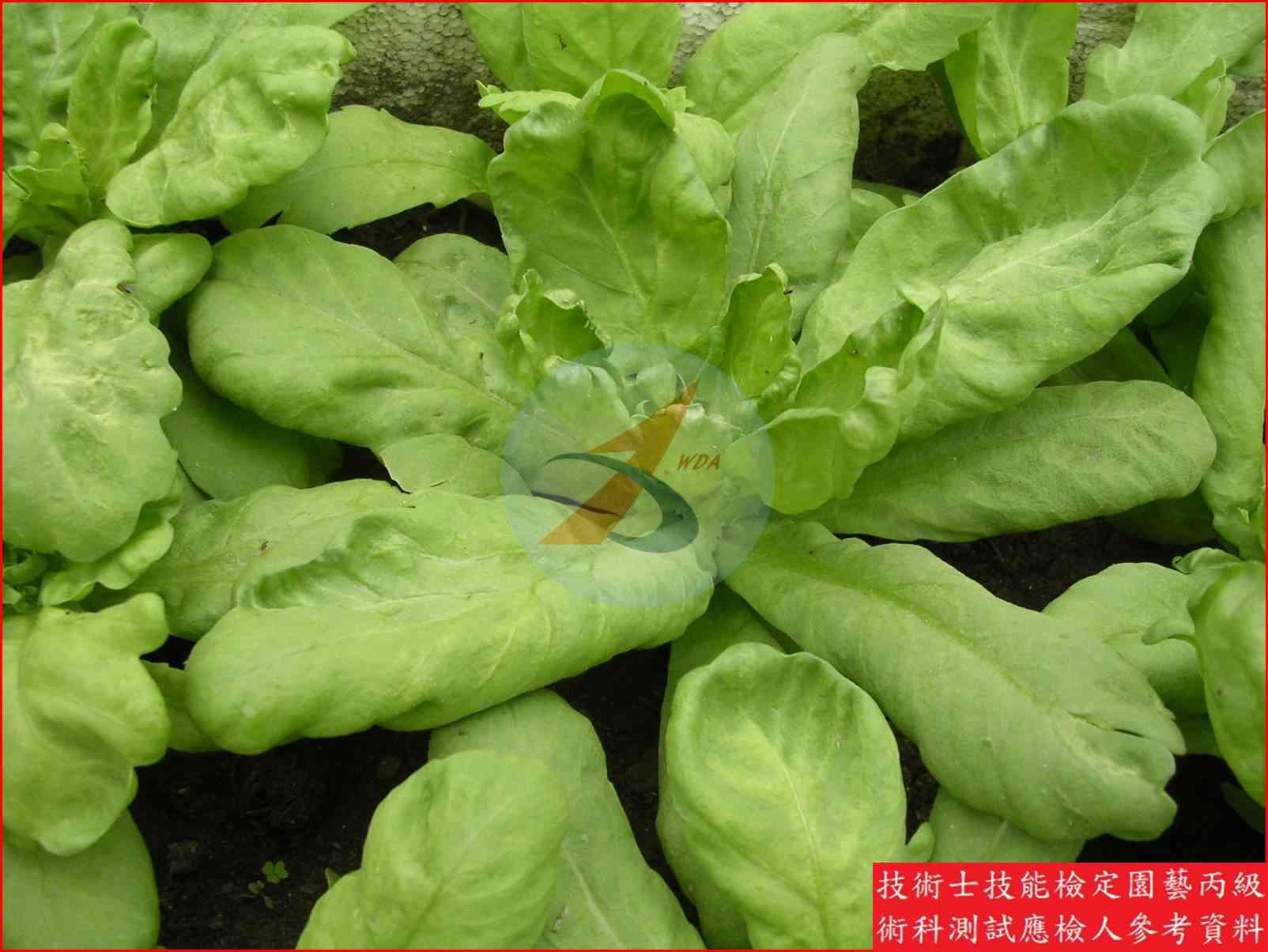 茼蒿 園藝丙級識別圖片 6