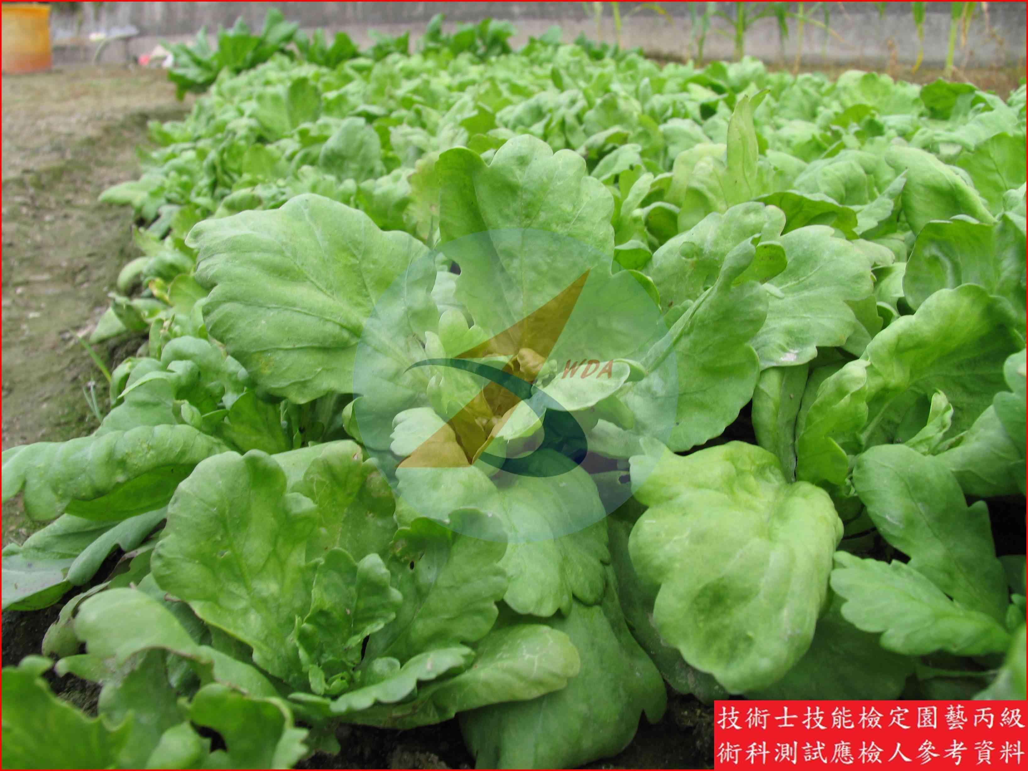 茼蒿 園藝丙級識別圖片 7