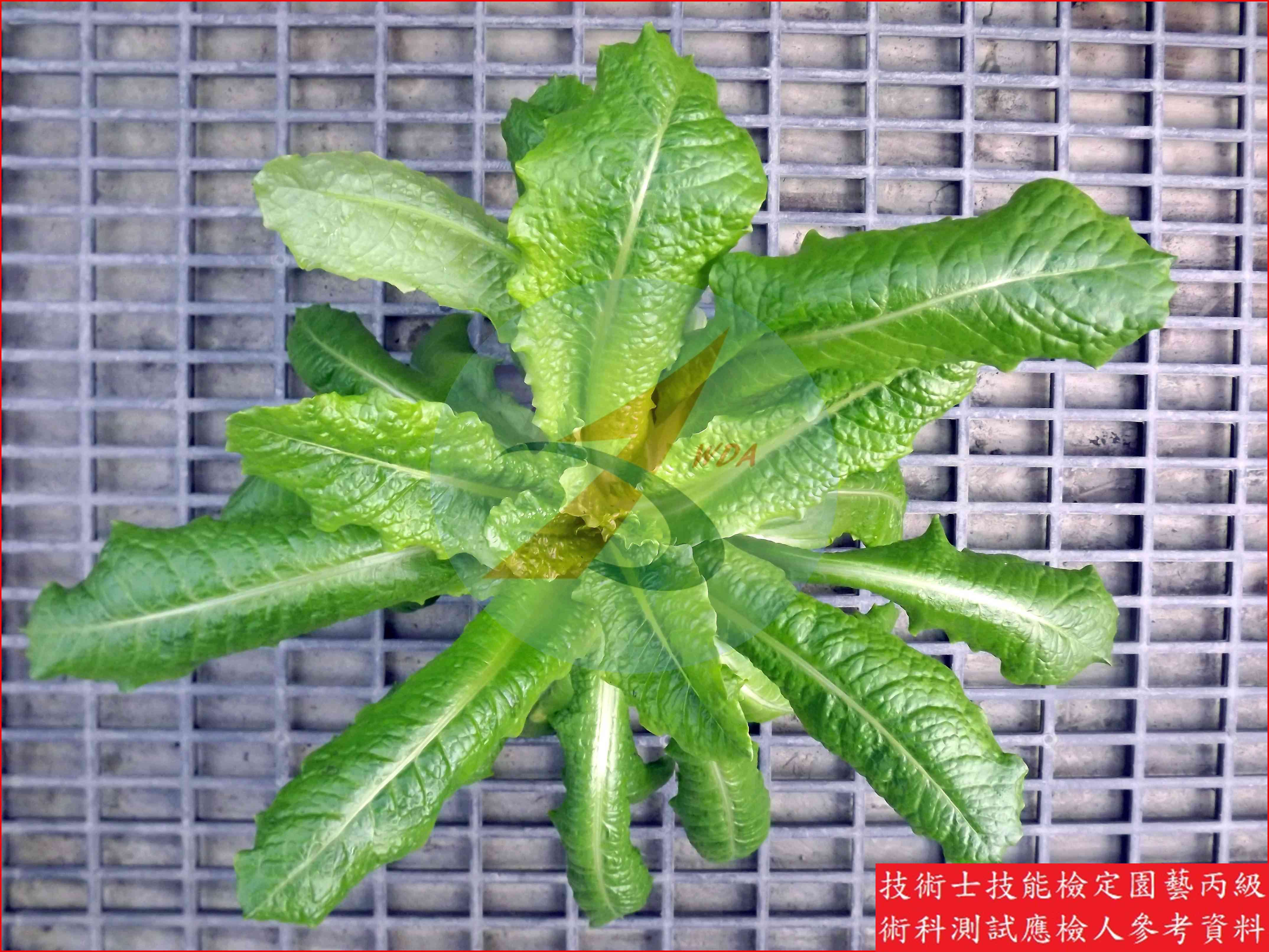 葉萵苣 園藝丙級辨識圖片