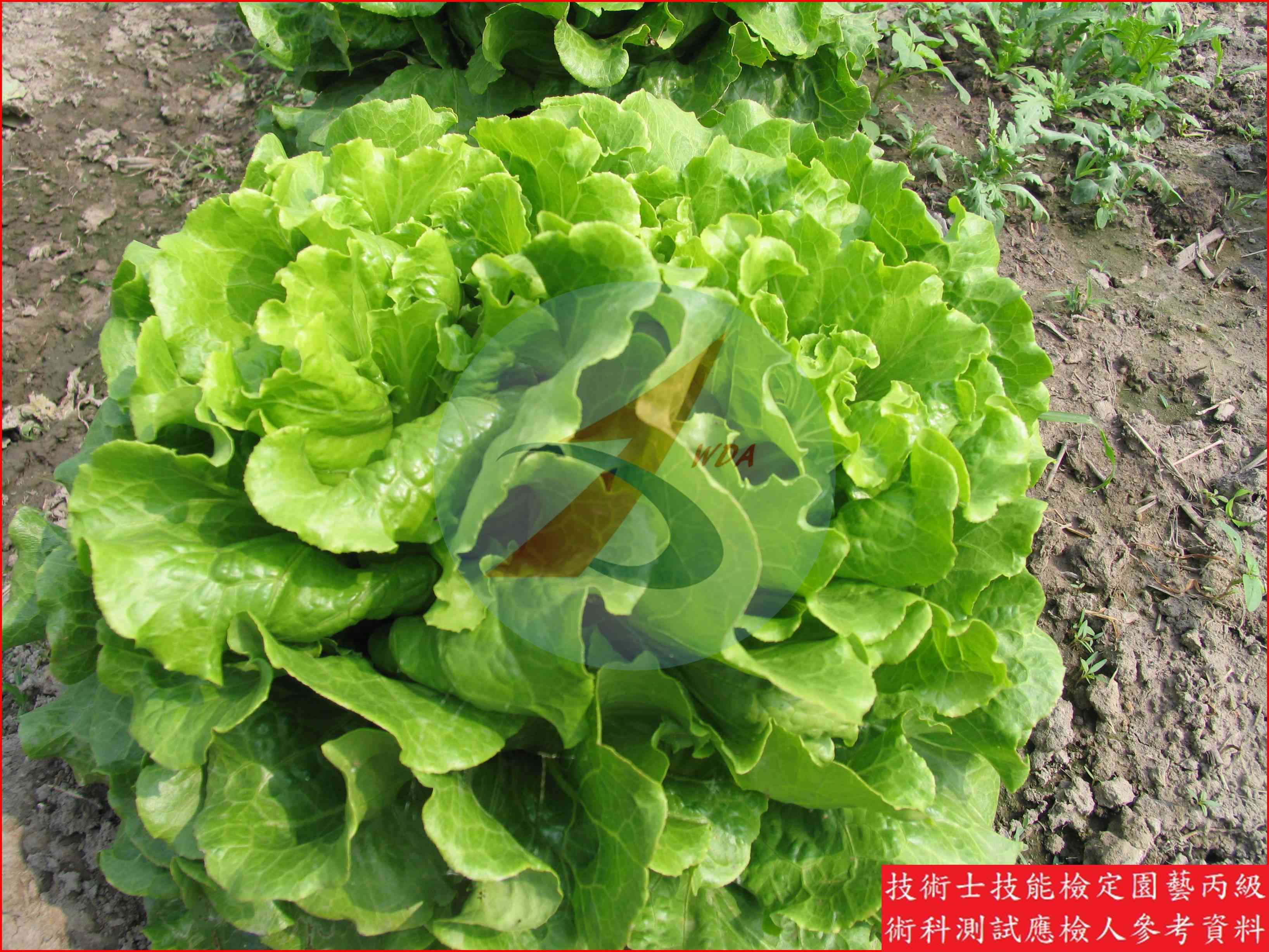 葉萵苣 園藝丙級識別圖片 10