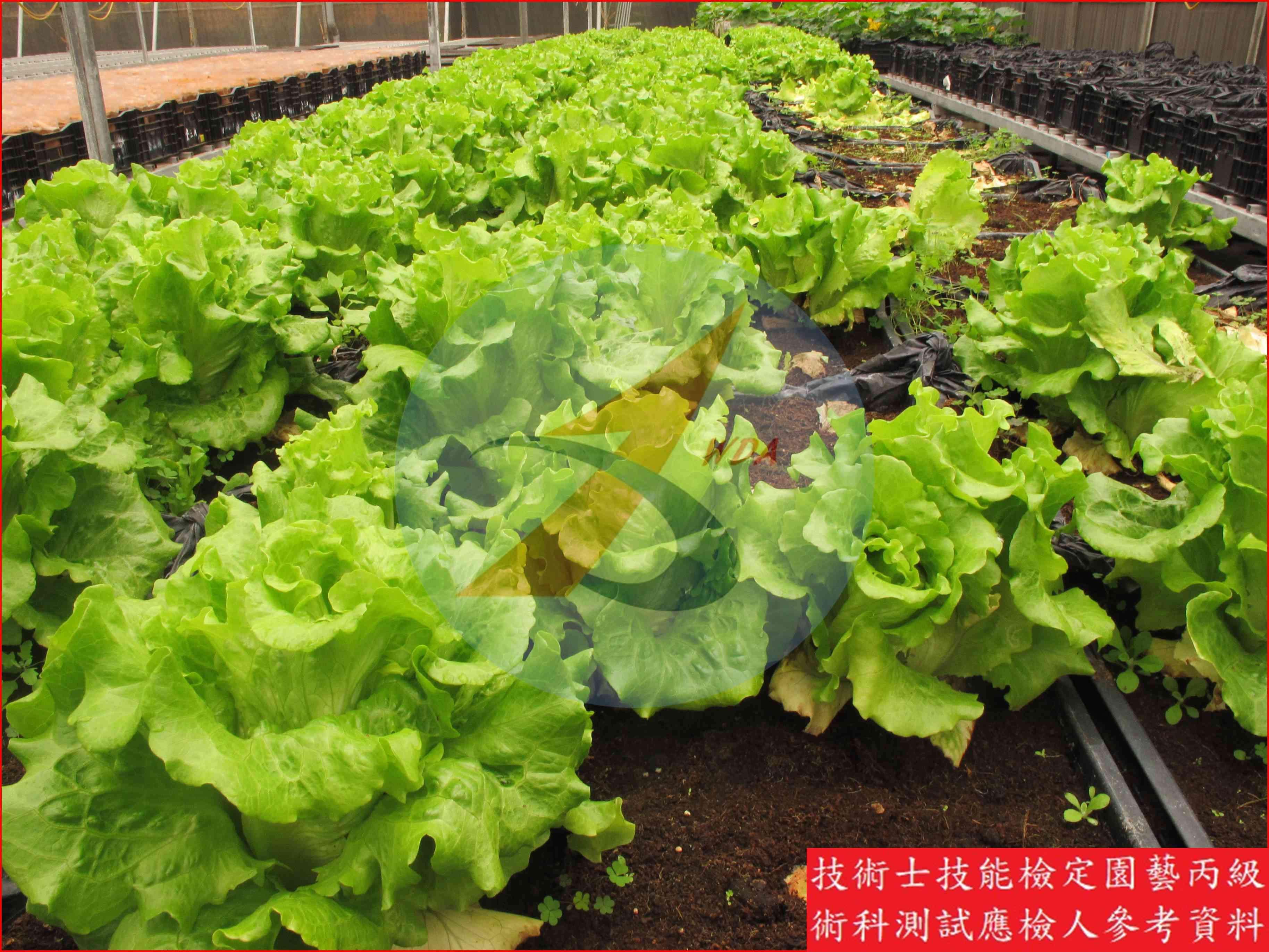 葉萵苣 園藝丙級識別圖片 11