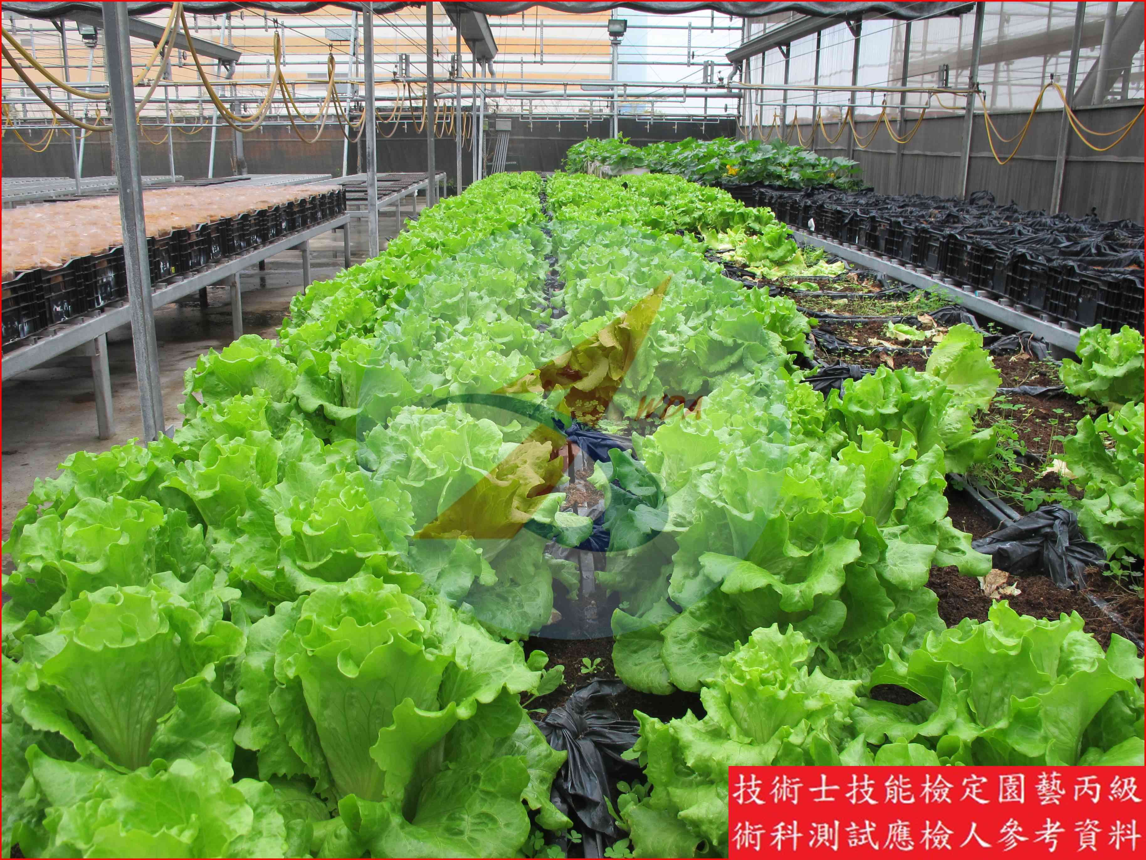 葉萵苣 園藝丙級識別圖片 12