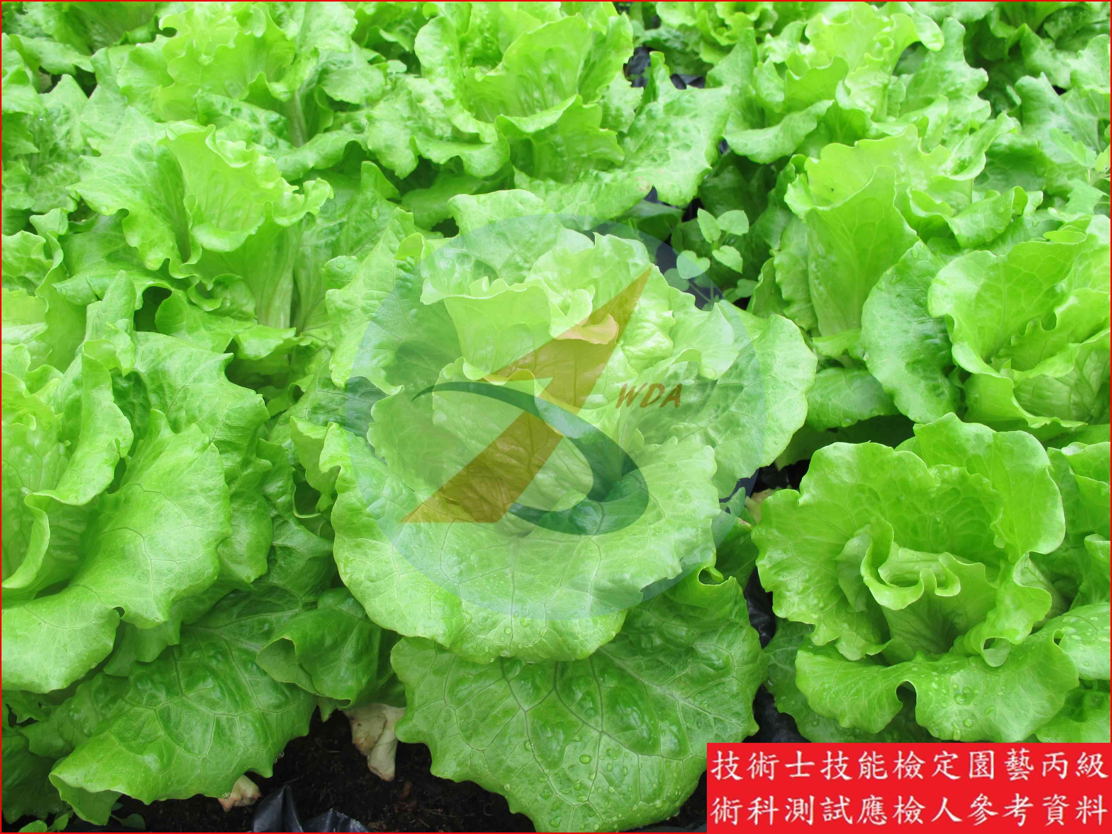 葉萵苣 園藝丙級識別圖片 2
