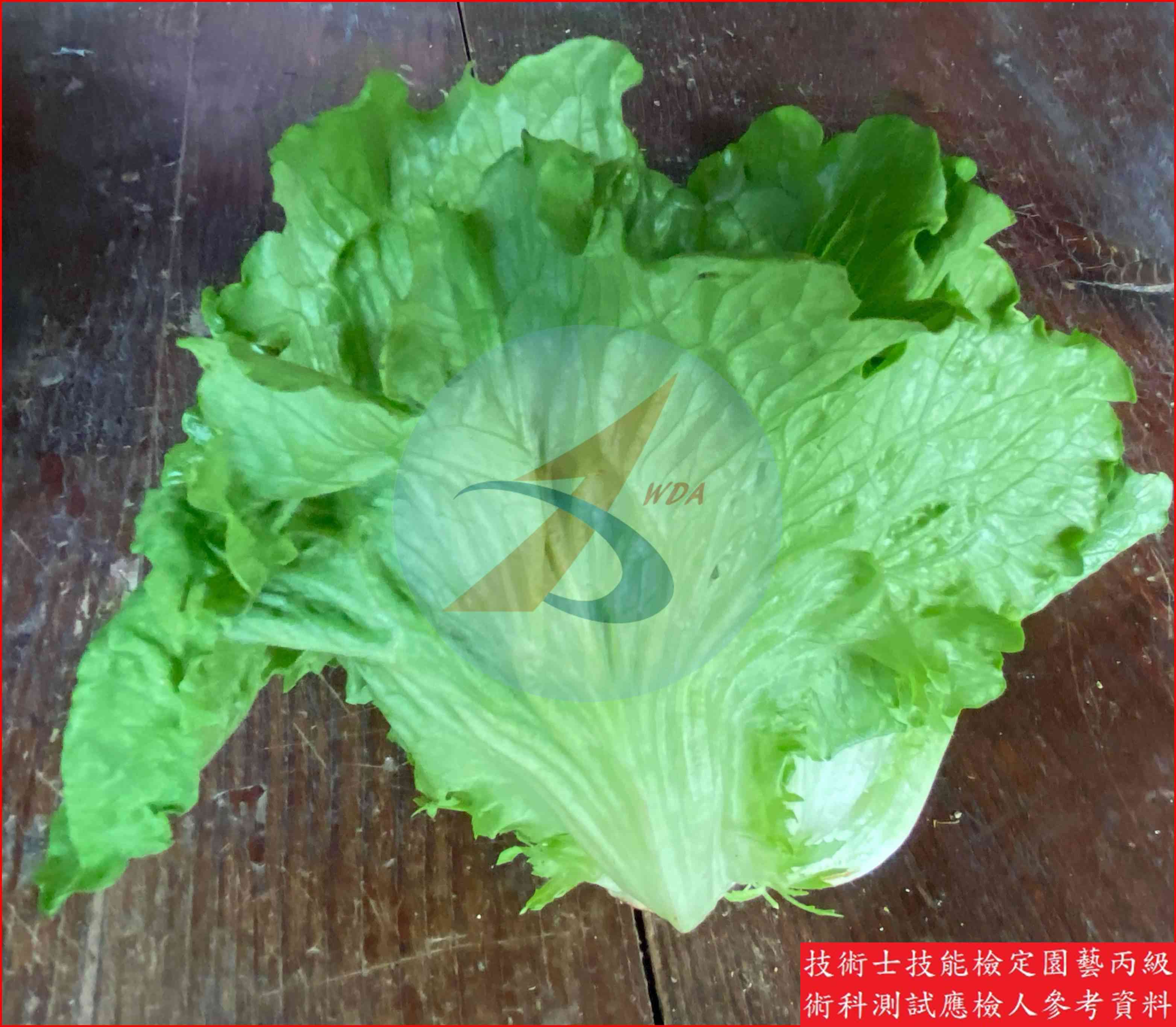 葉萵苣 園藝丙級識別圖片 3