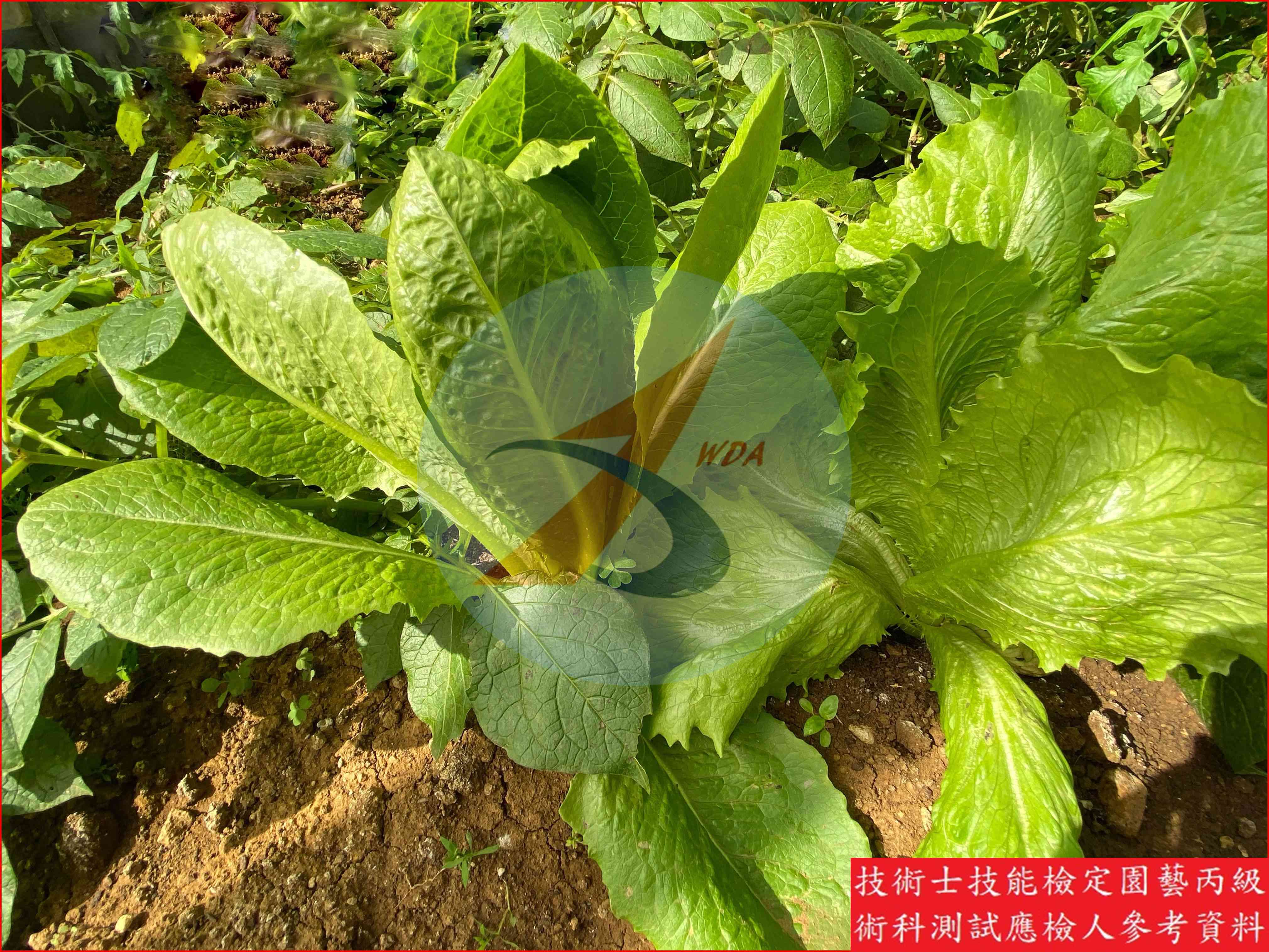 葉萵苣 園藝丙級識別圖片 4