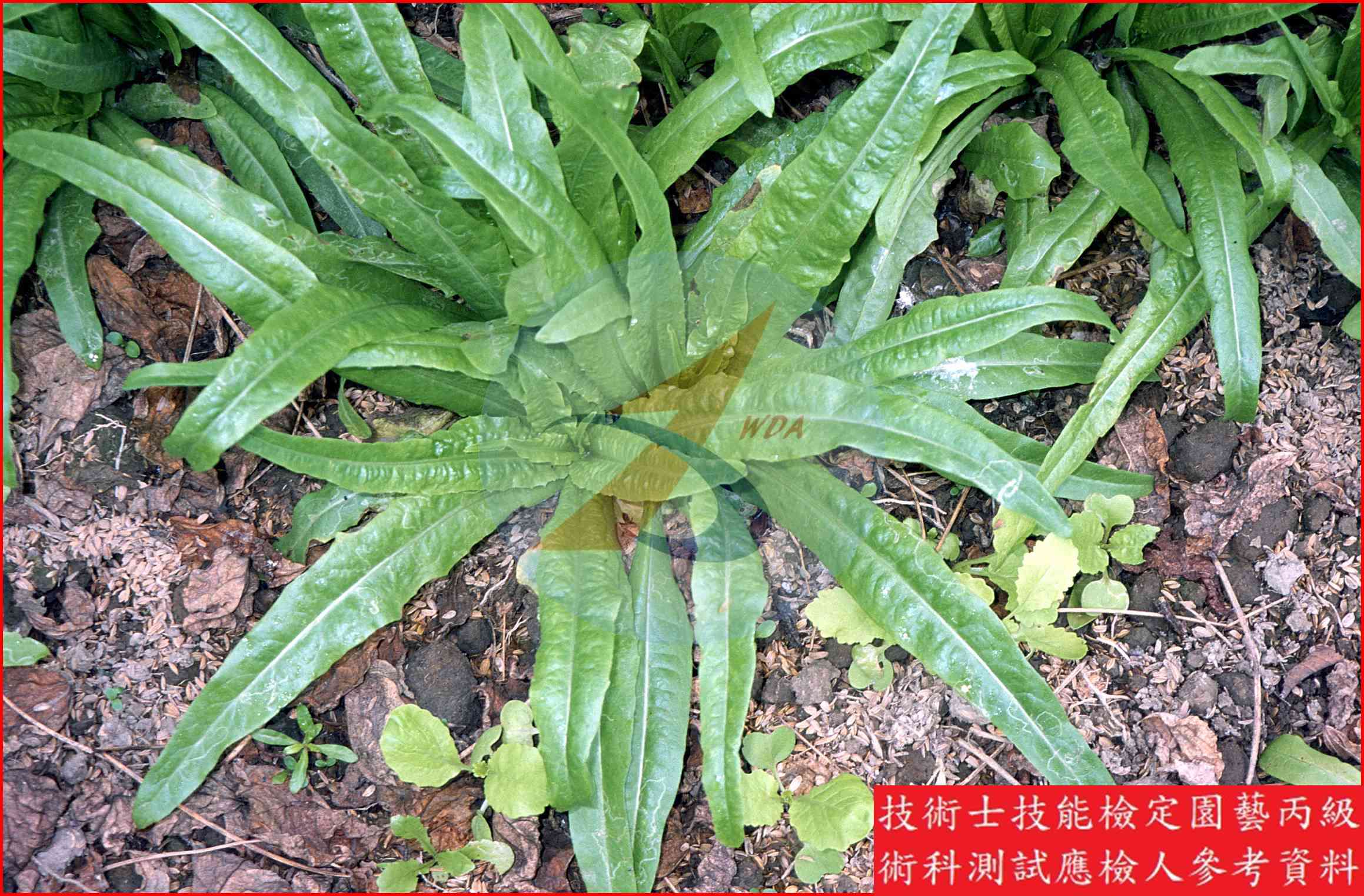 葉萵苣 園藝丙級識別圖片 5