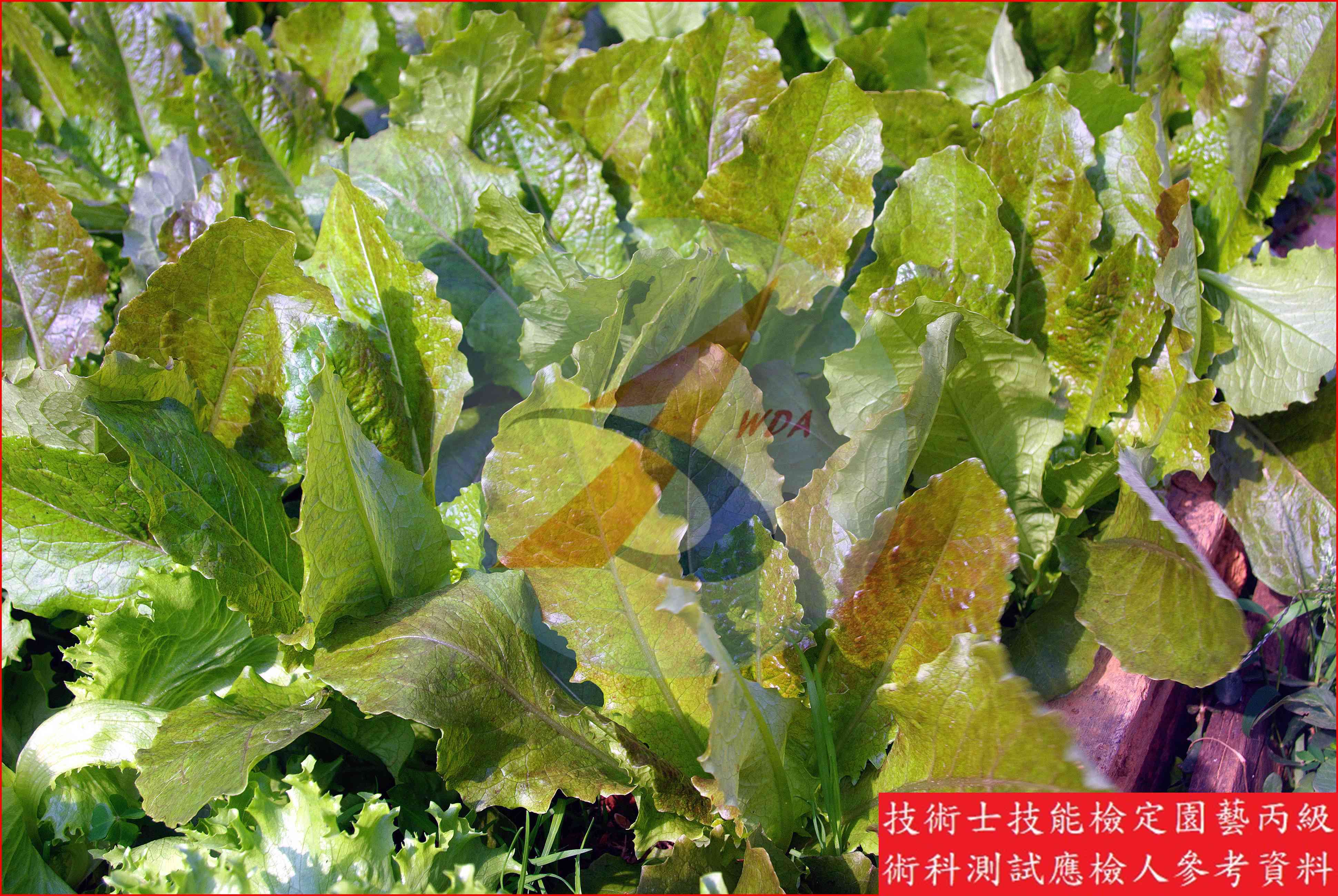 葉萵苣 園藝丙級識別圖片 7