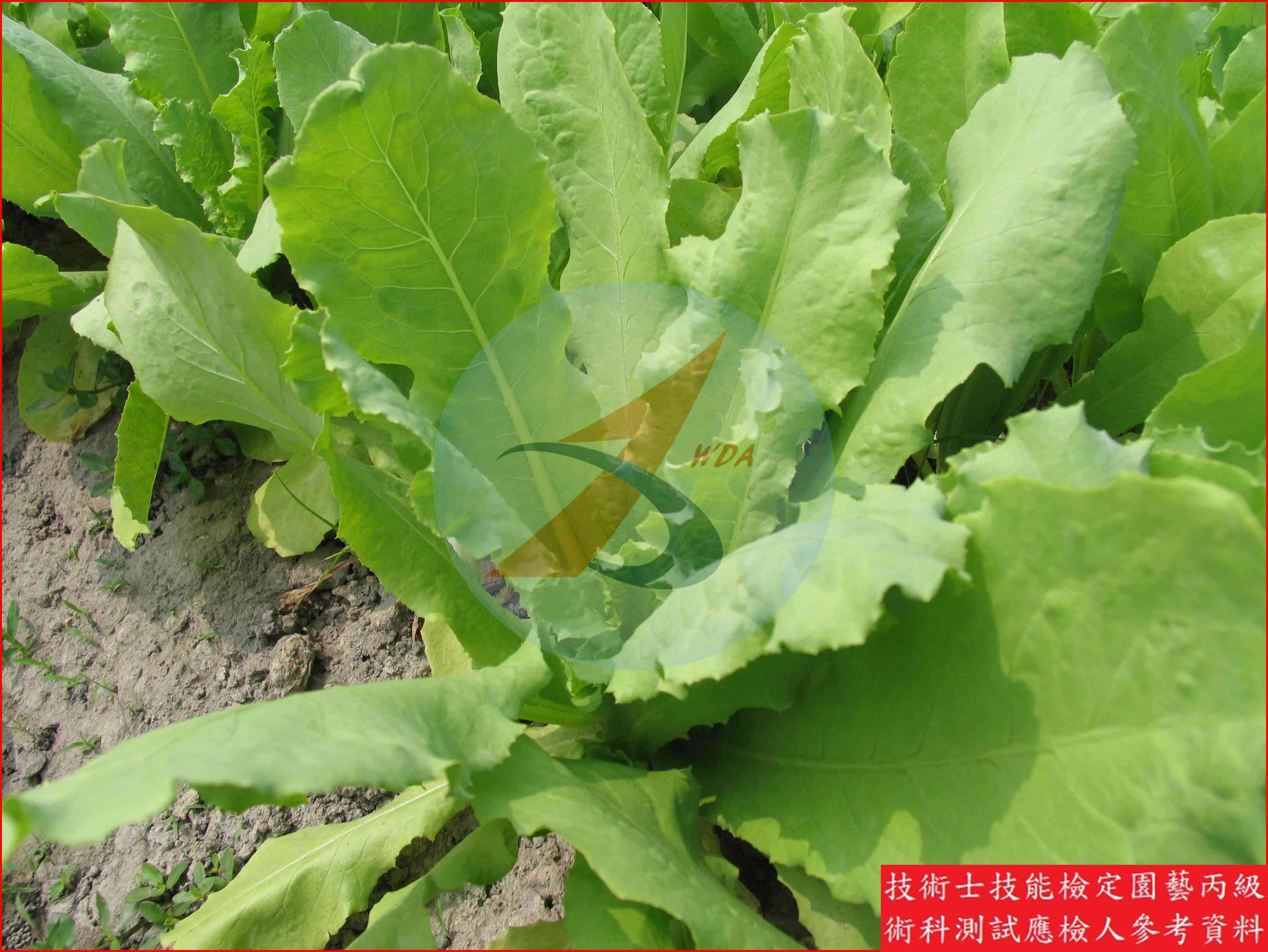 葉萵苣 園藝丙級識別圖片 9
