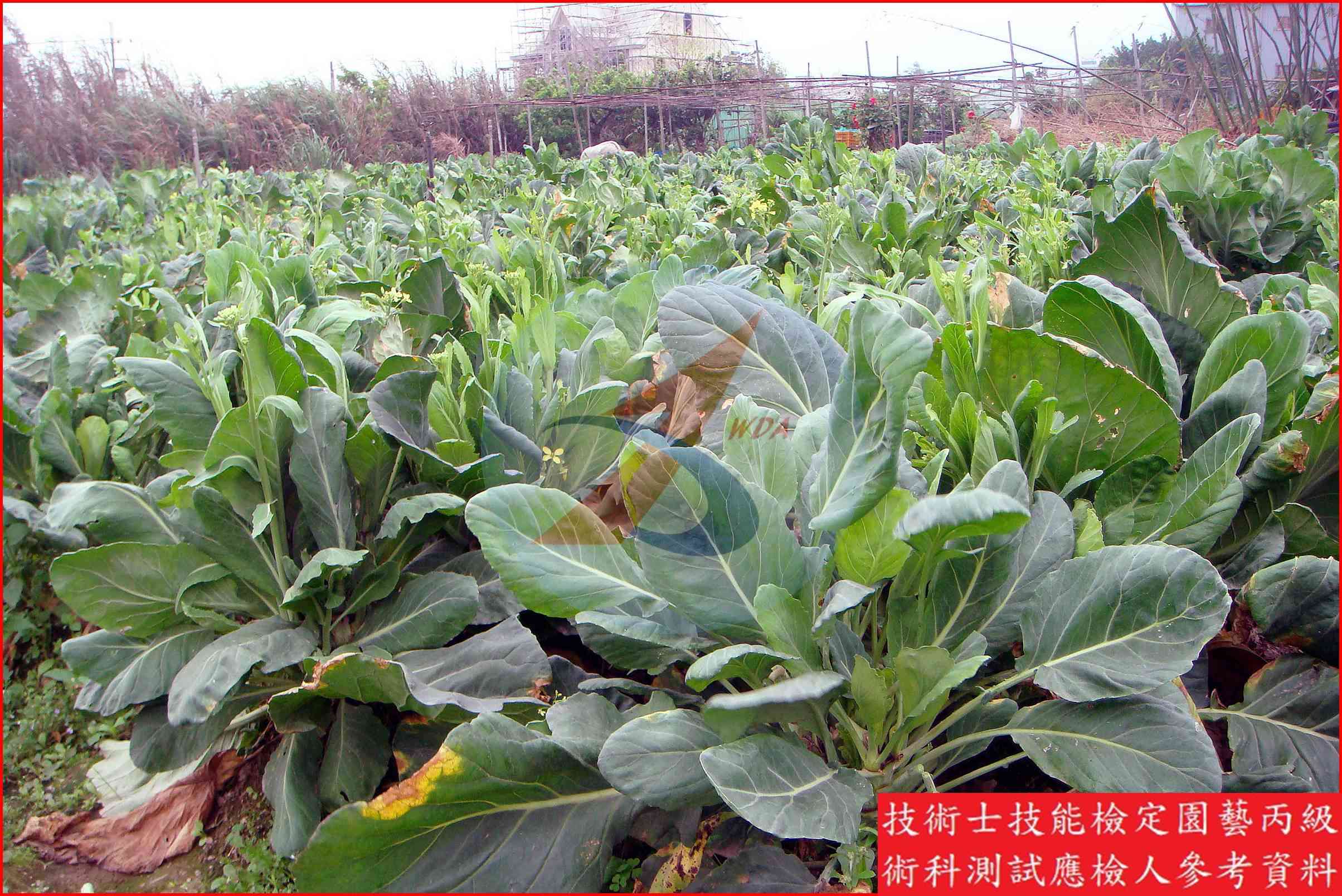 芥藍 園藝丙級辨識圖片