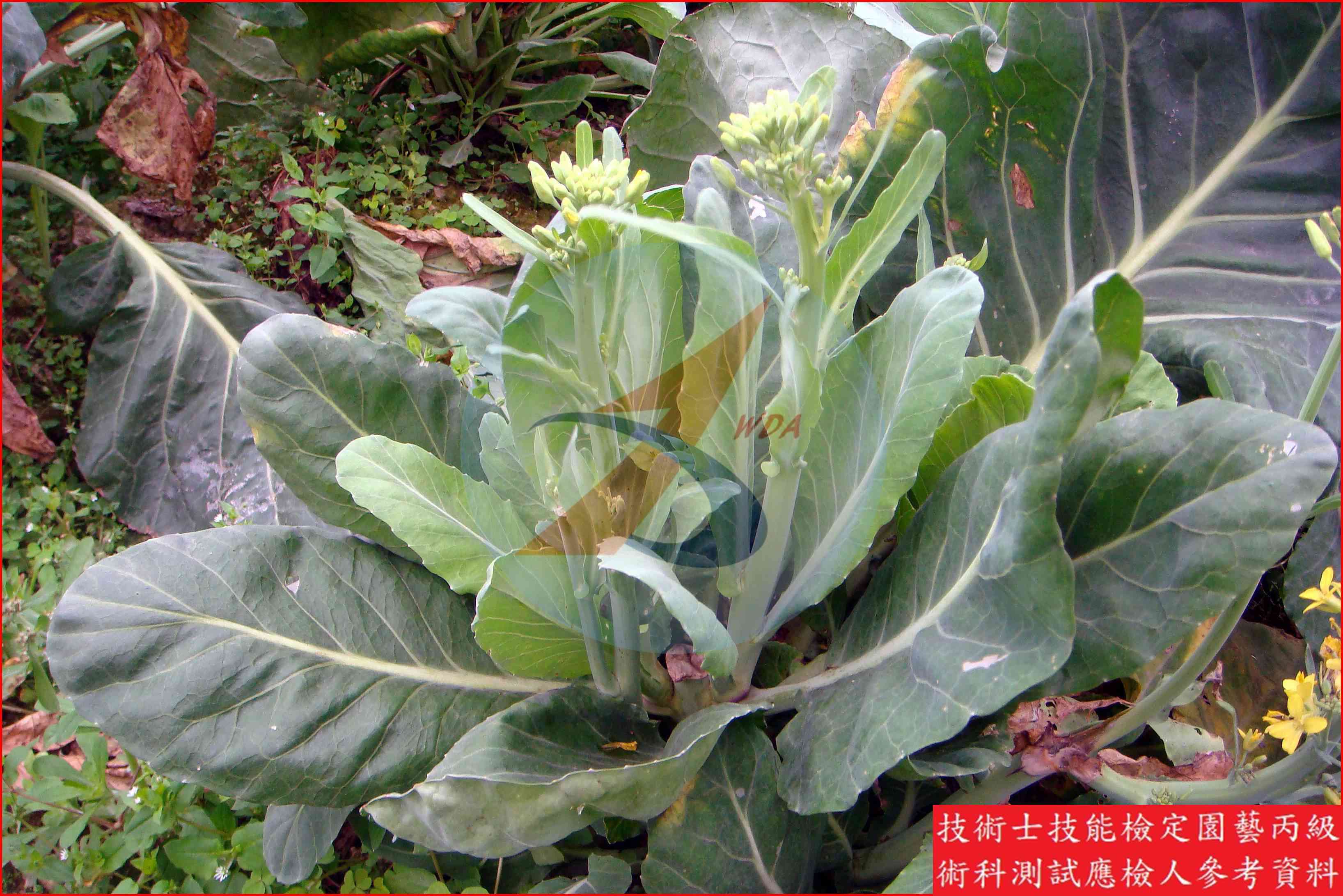 芥藍 園藝丙級識別圖片 2