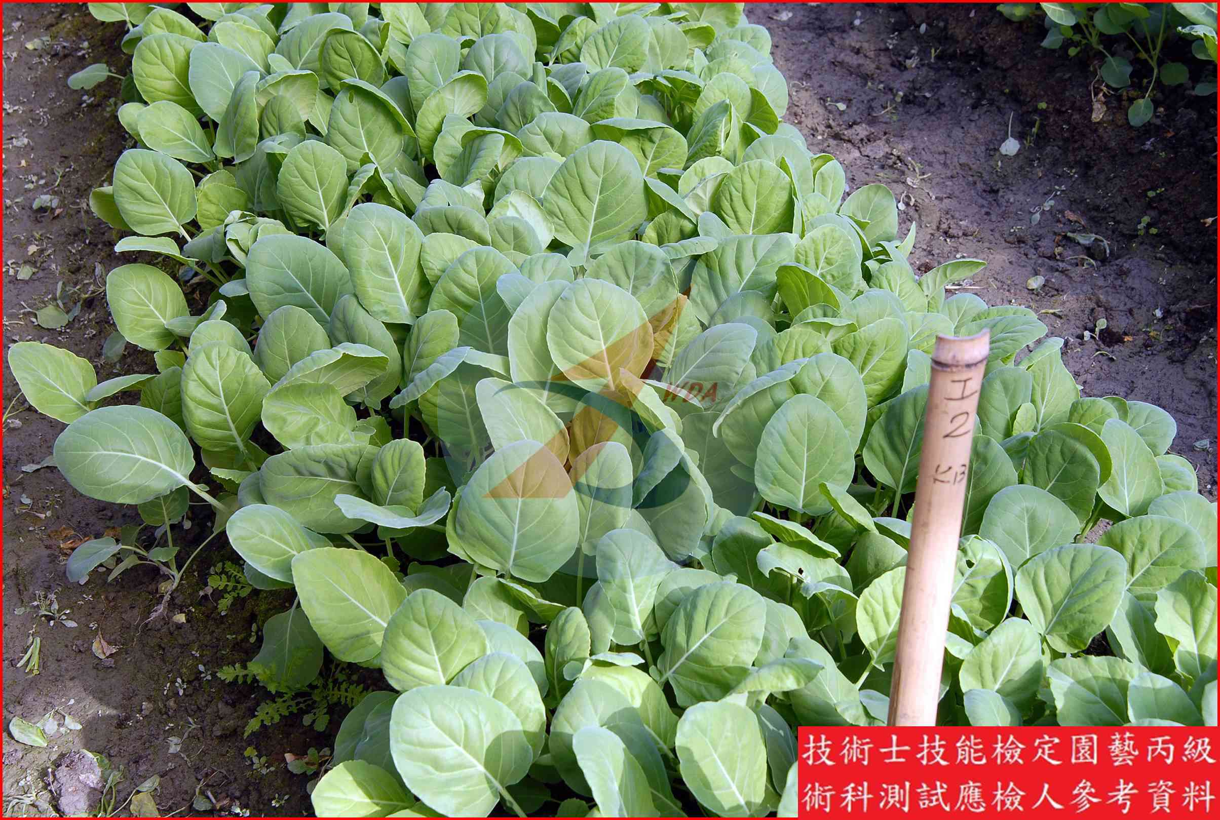 芥藍 園藝丙級識別圖片 3