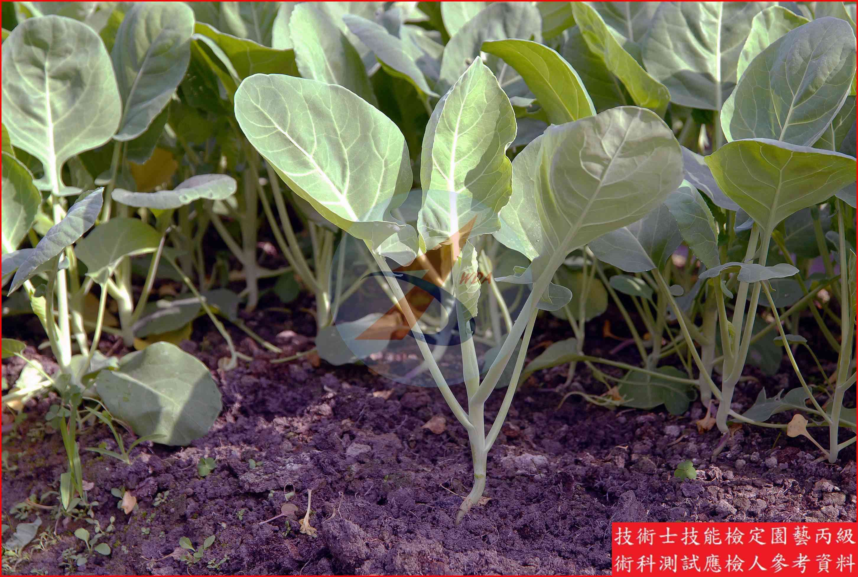芥藍 園藝丙級識別圖片 4