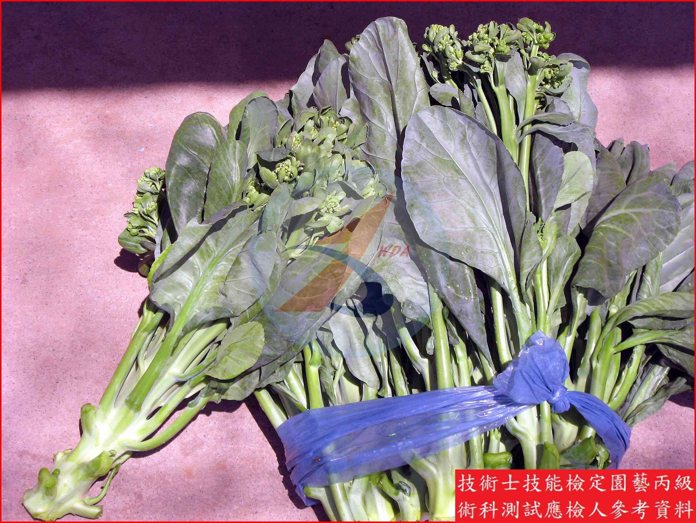 芥藍 園藝丙級識別圖片 6