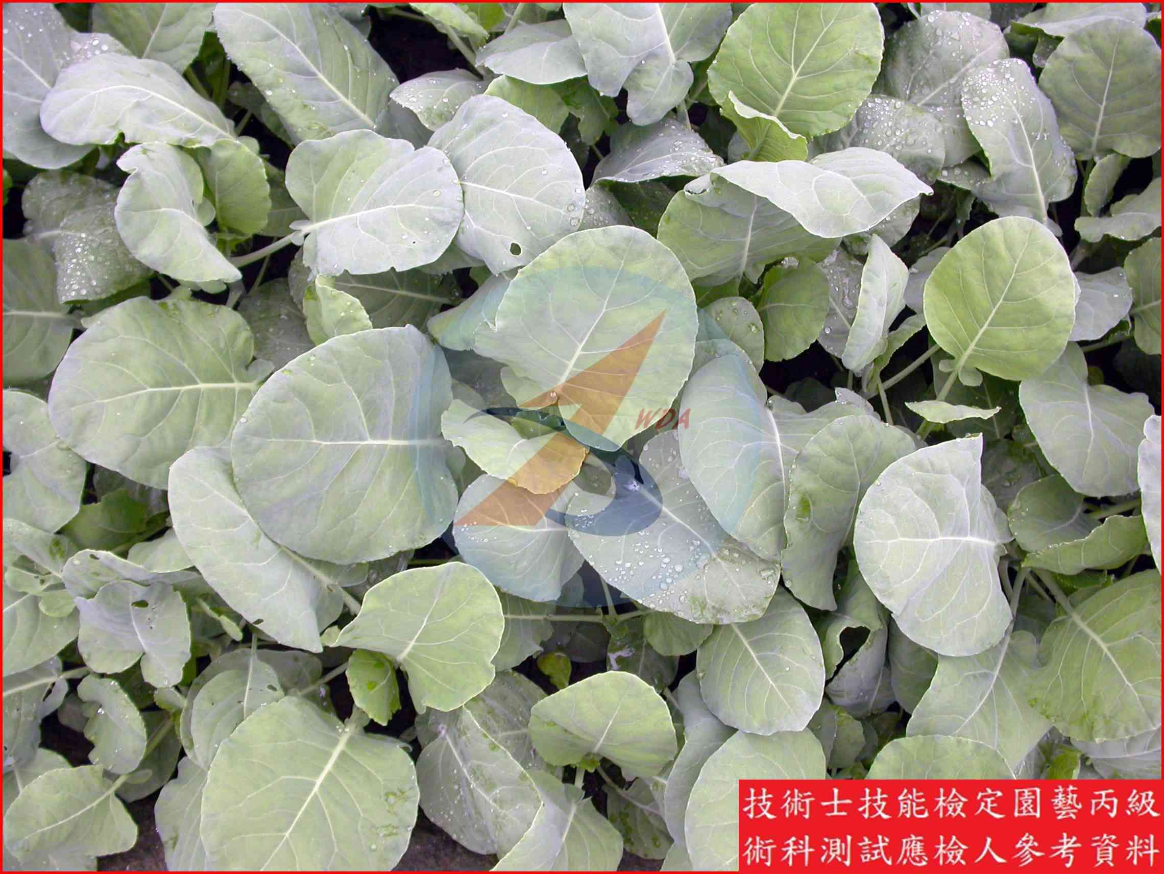 芥藍 園藝丙級識別圖片 7