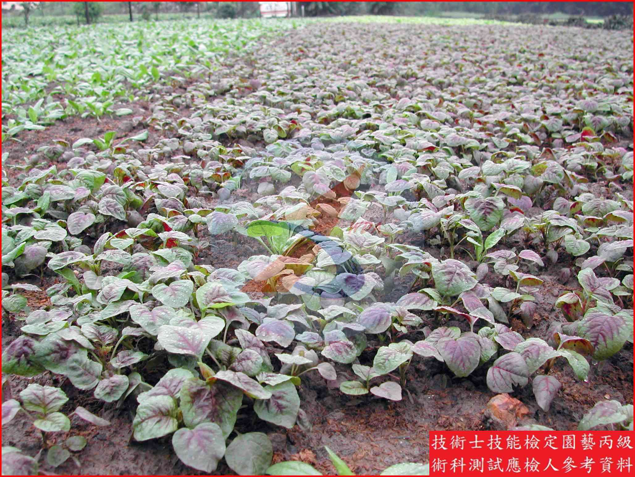 莧菜 園藝丙級識別主圖