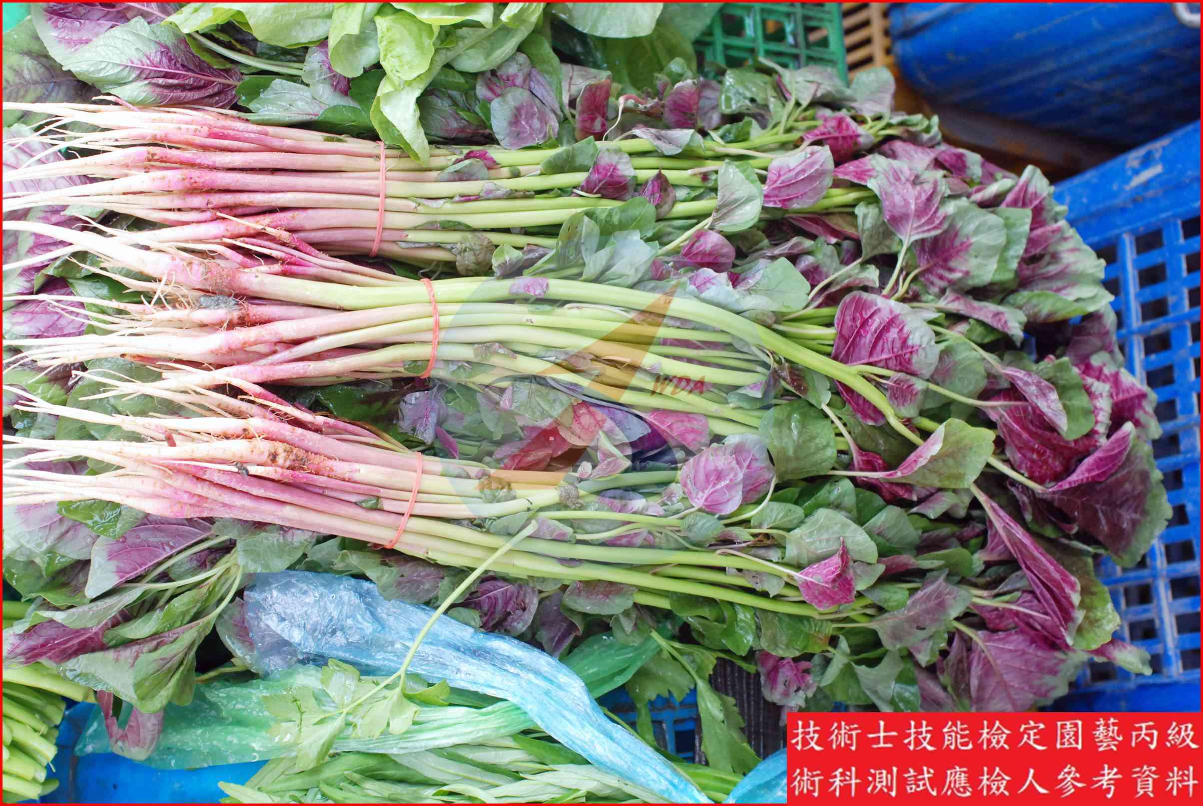 莧菜 園藝丙級識別圖片 2