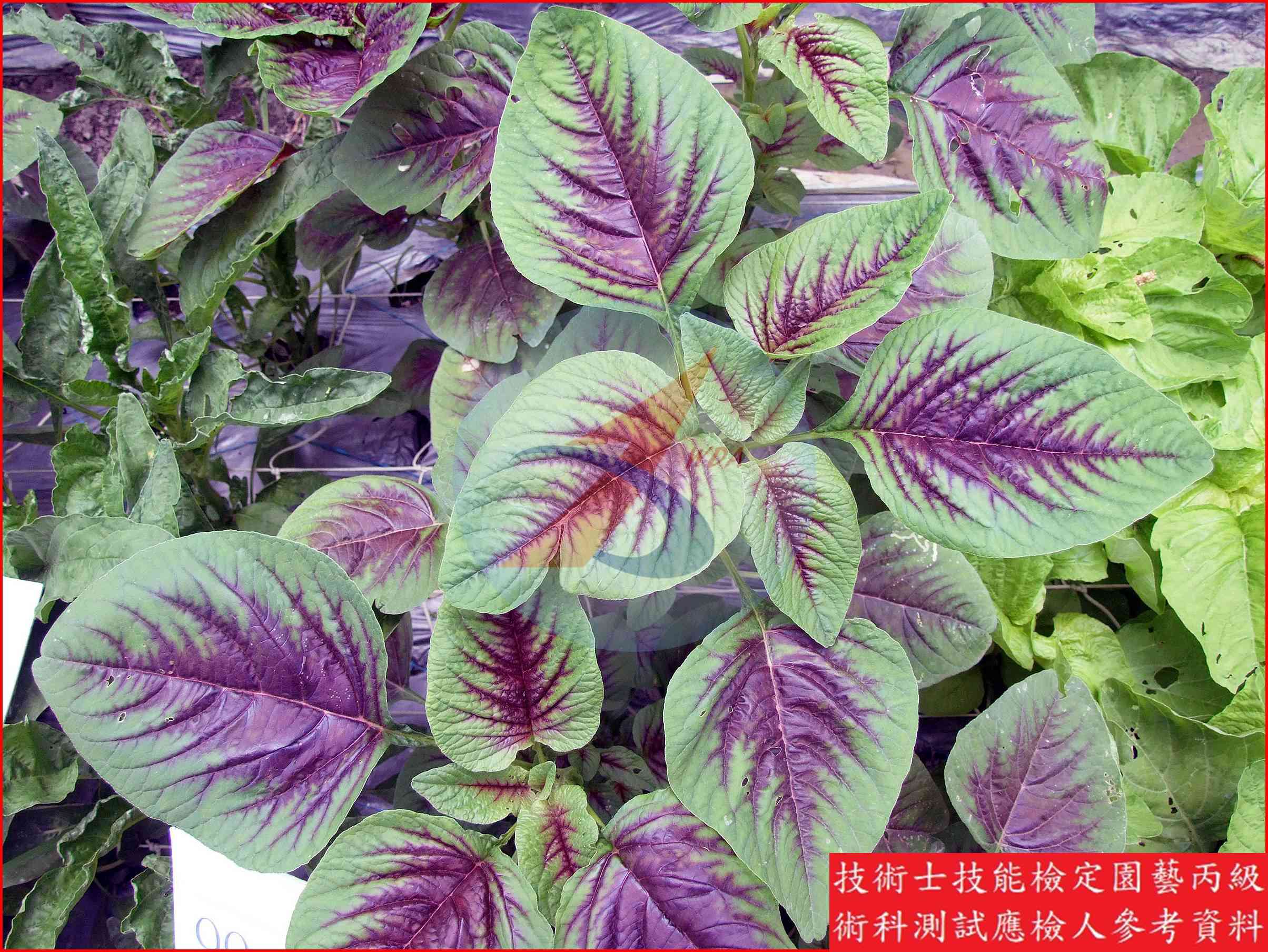 莧菜 園藝丙級識別圖片 3