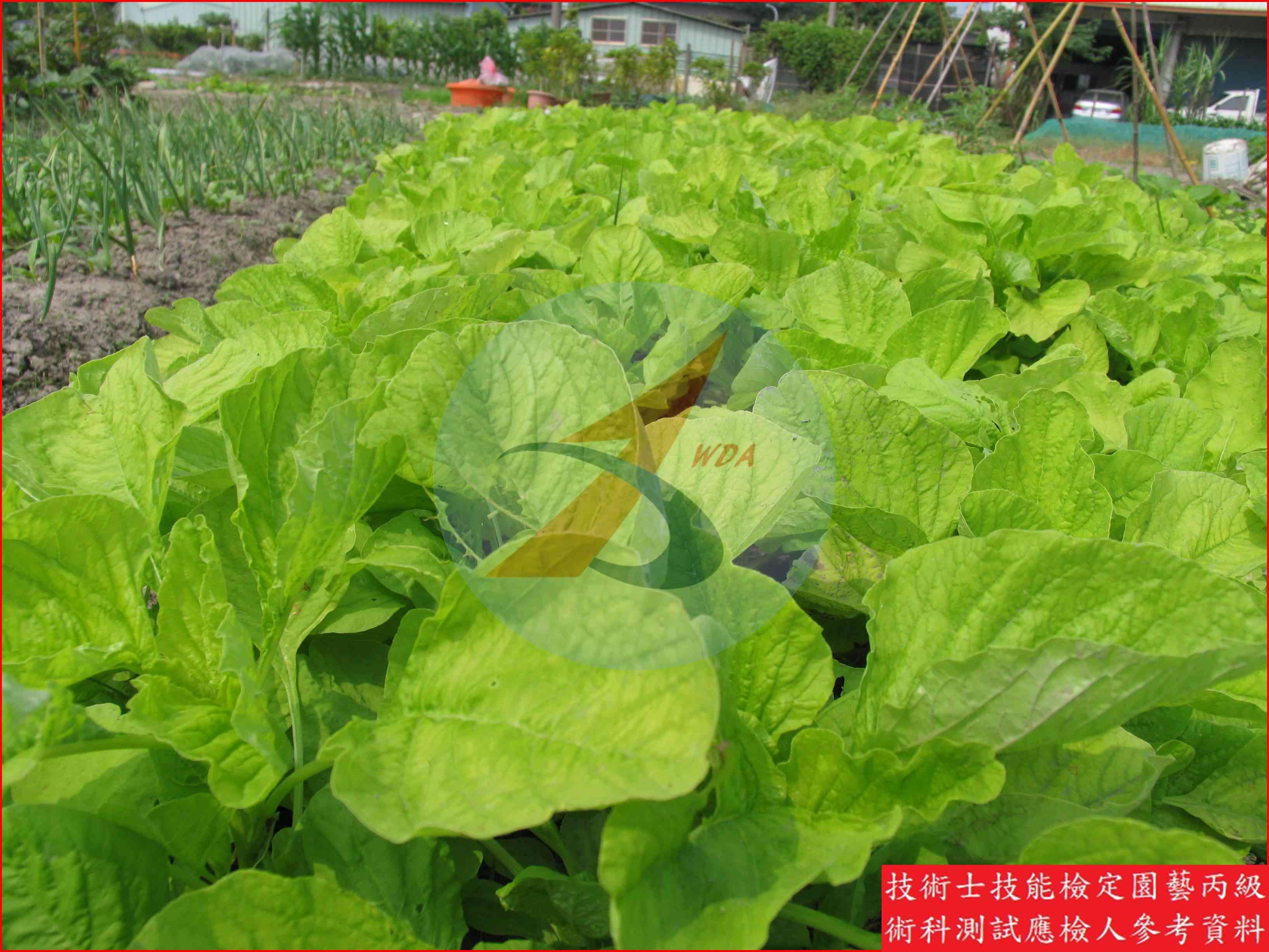 莧菜 園藝丙級識別圖片 5