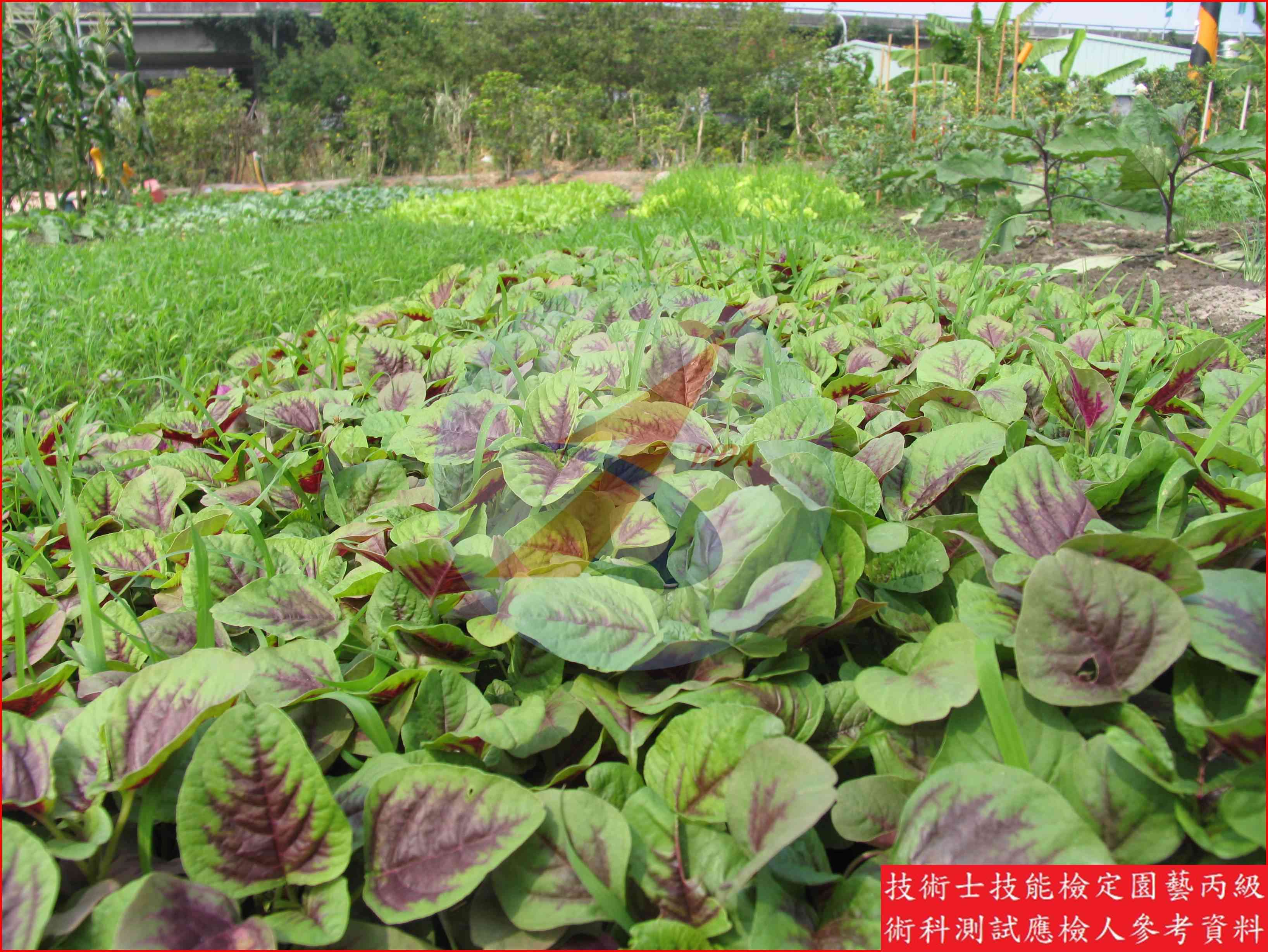 莧菜 園藝丙級識別圖片 6