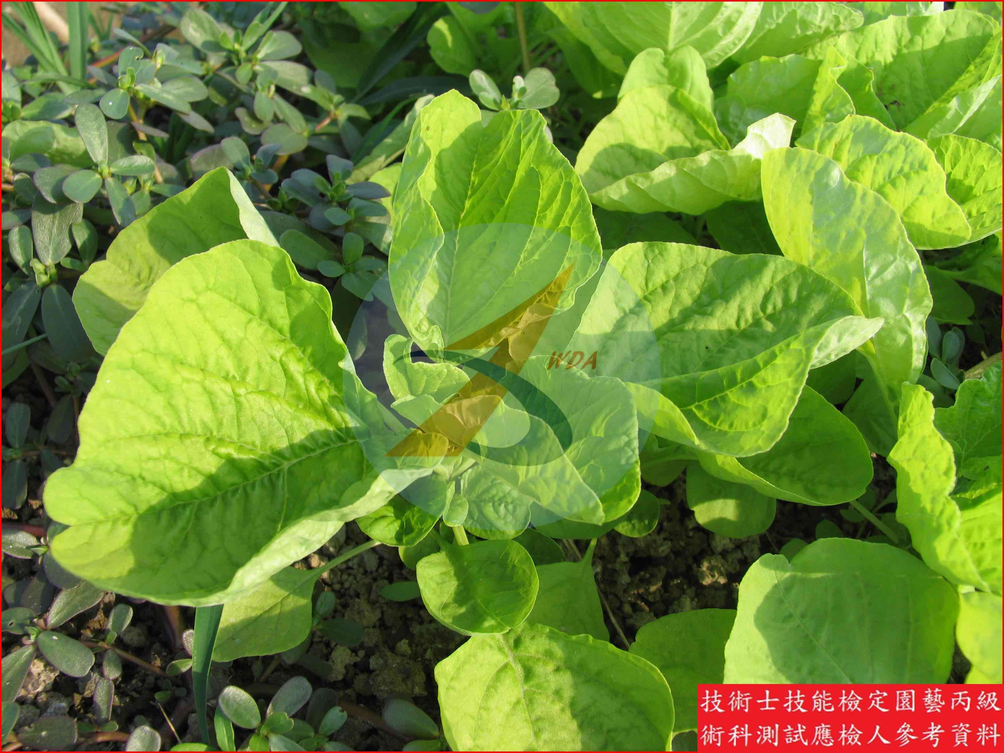 莧菜 園藝丙級識別圖片 7