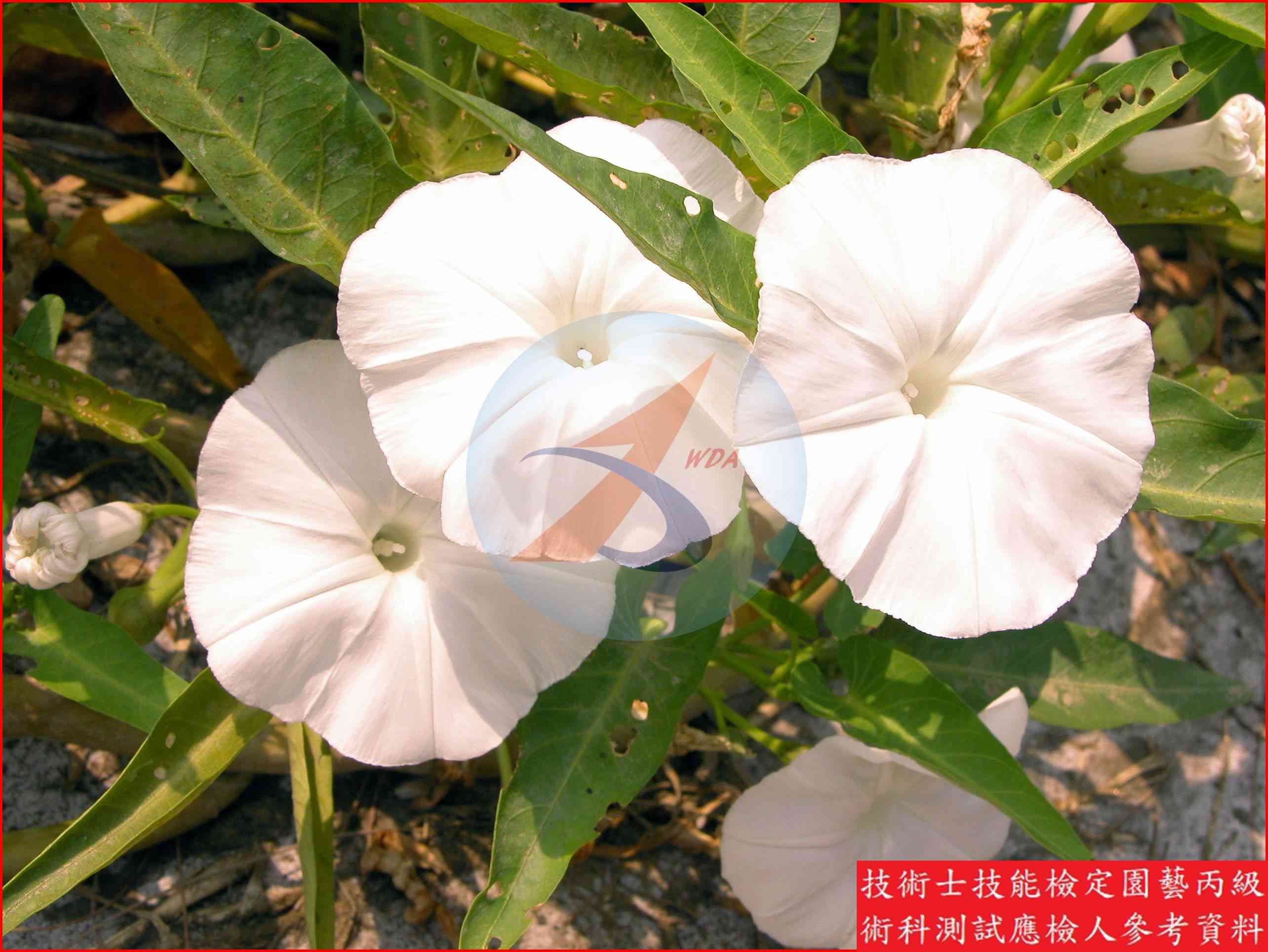 蕹菜 園藝丙級識別圖片 2