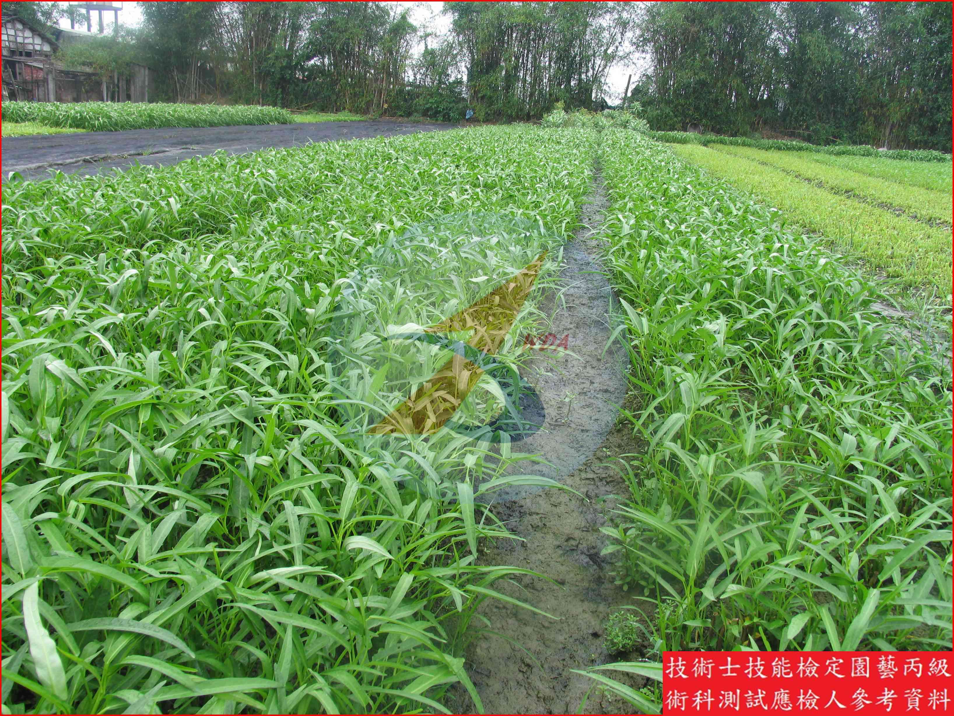 蕹菜 園藝丙級識別圖片 3