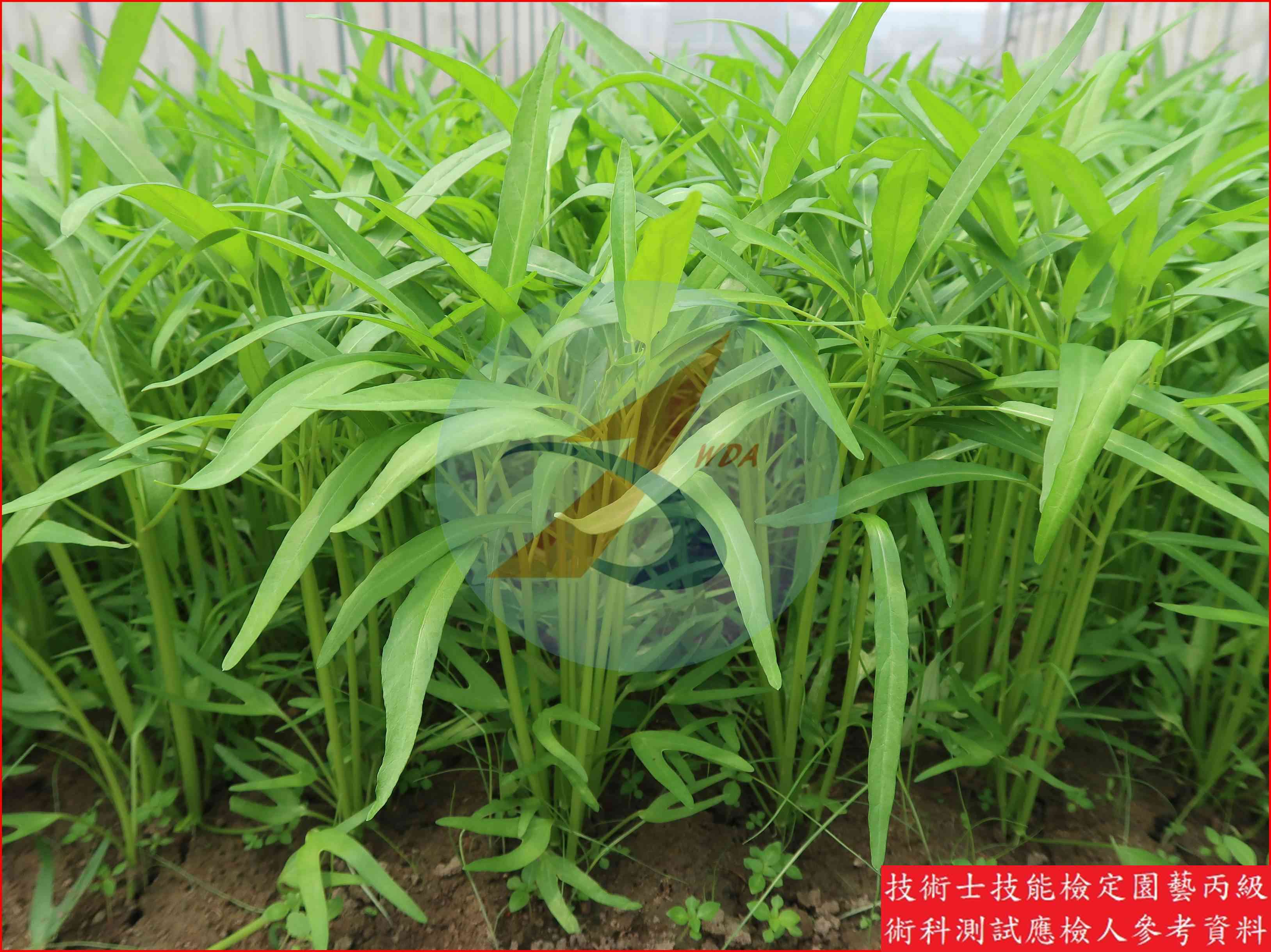 蕹菜 園藝丙級識別圖片 4
