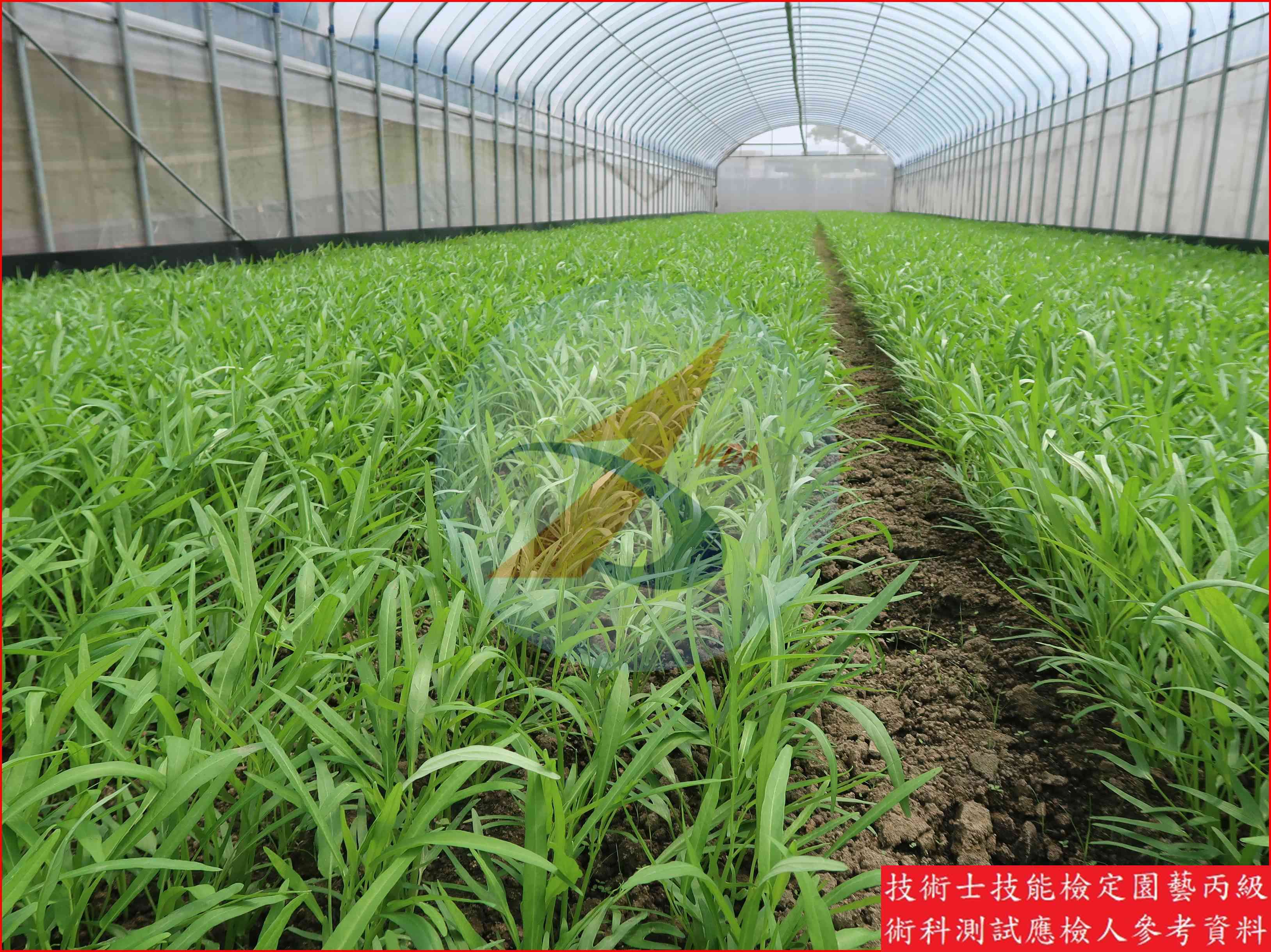 蕹菜 園藝丙級識別圖片 5