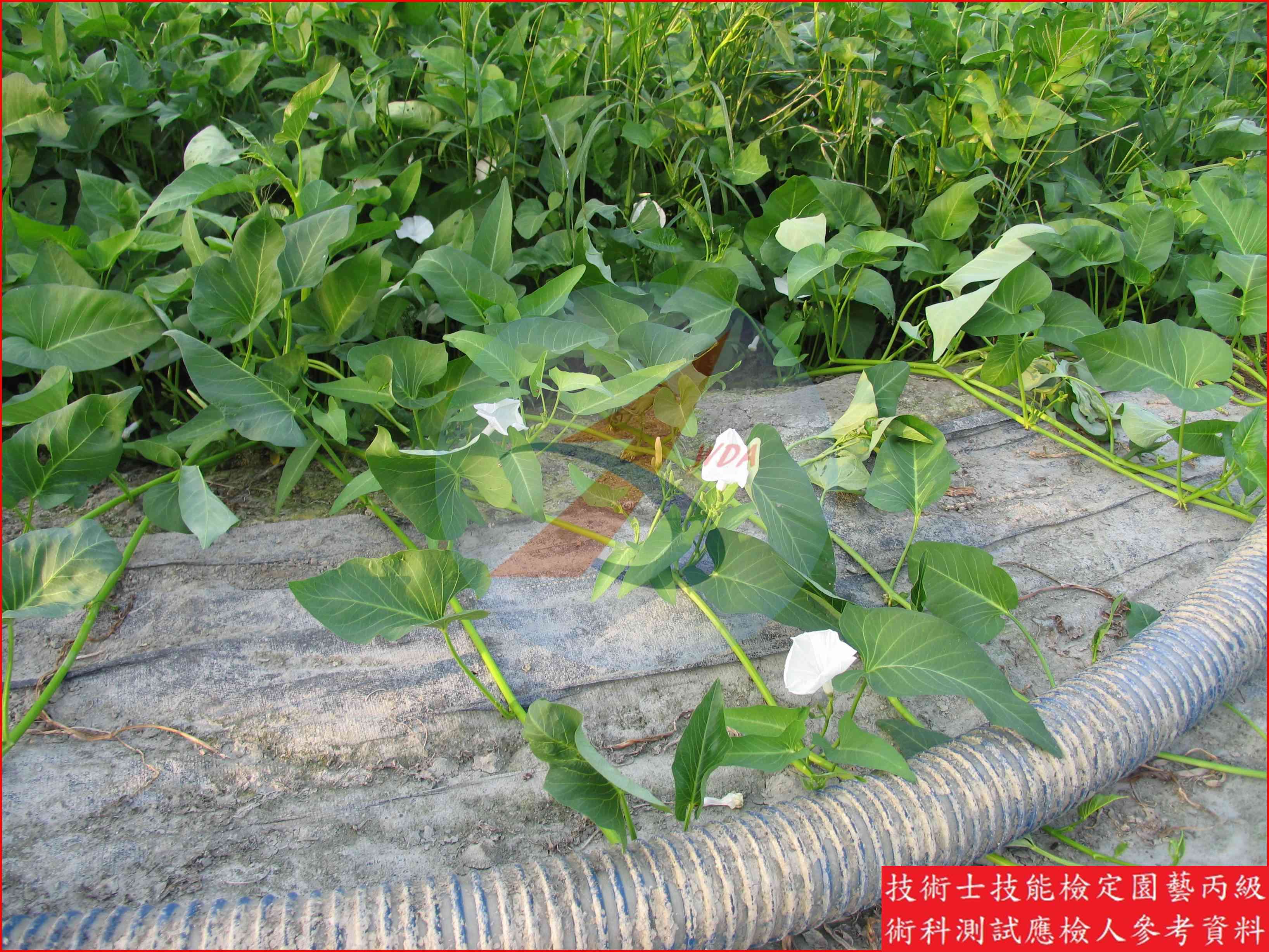 蕹菜 園藝丙級識別圖片 7