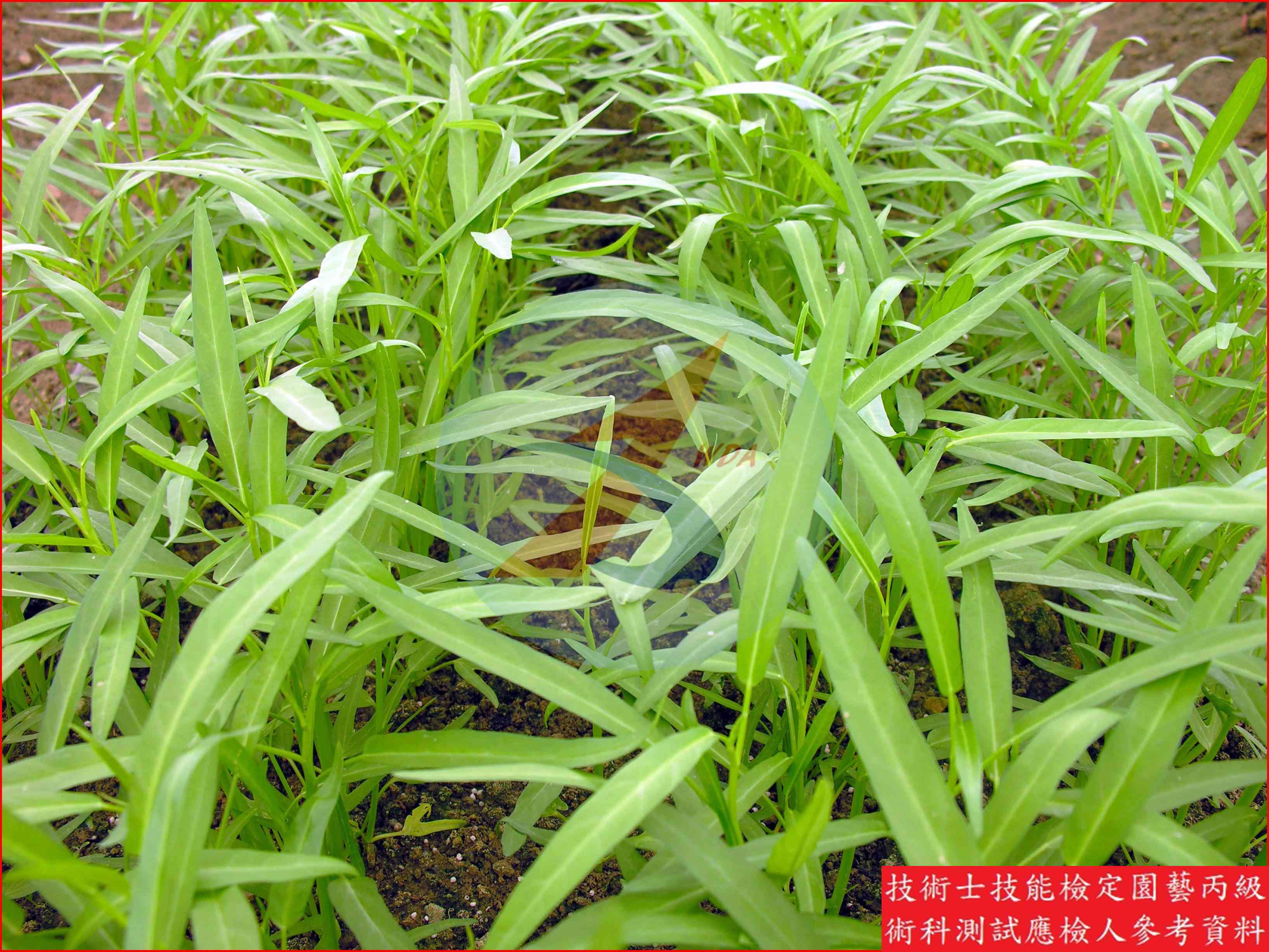蕹菜 園藝丙級識別圖片 8