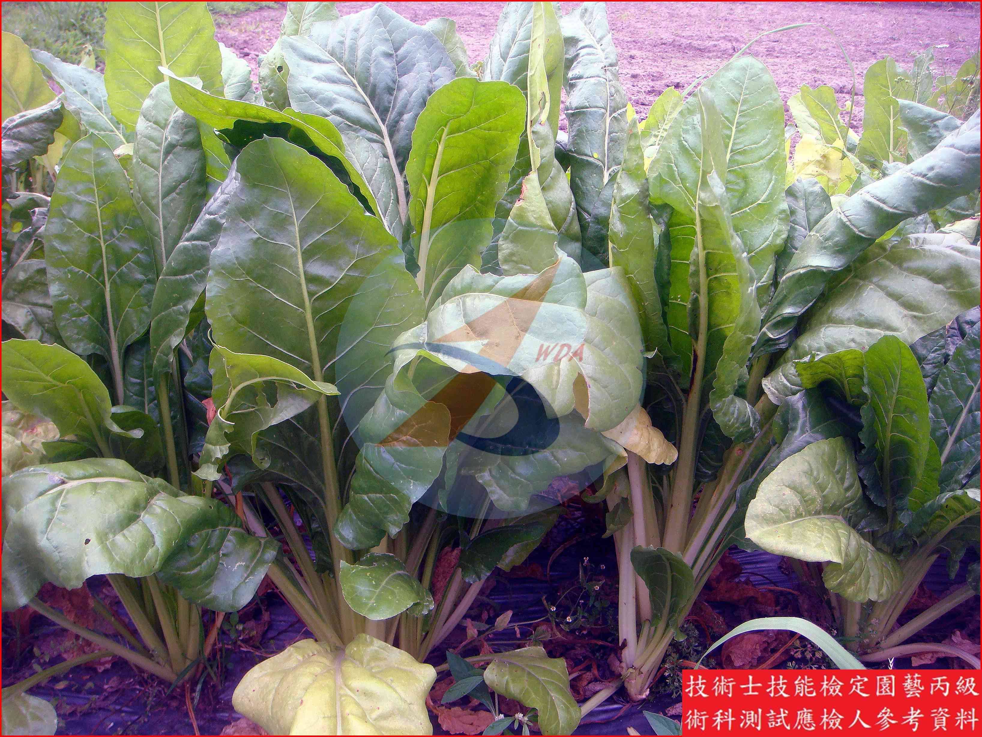 菾菜 園藝丙級識別主圖