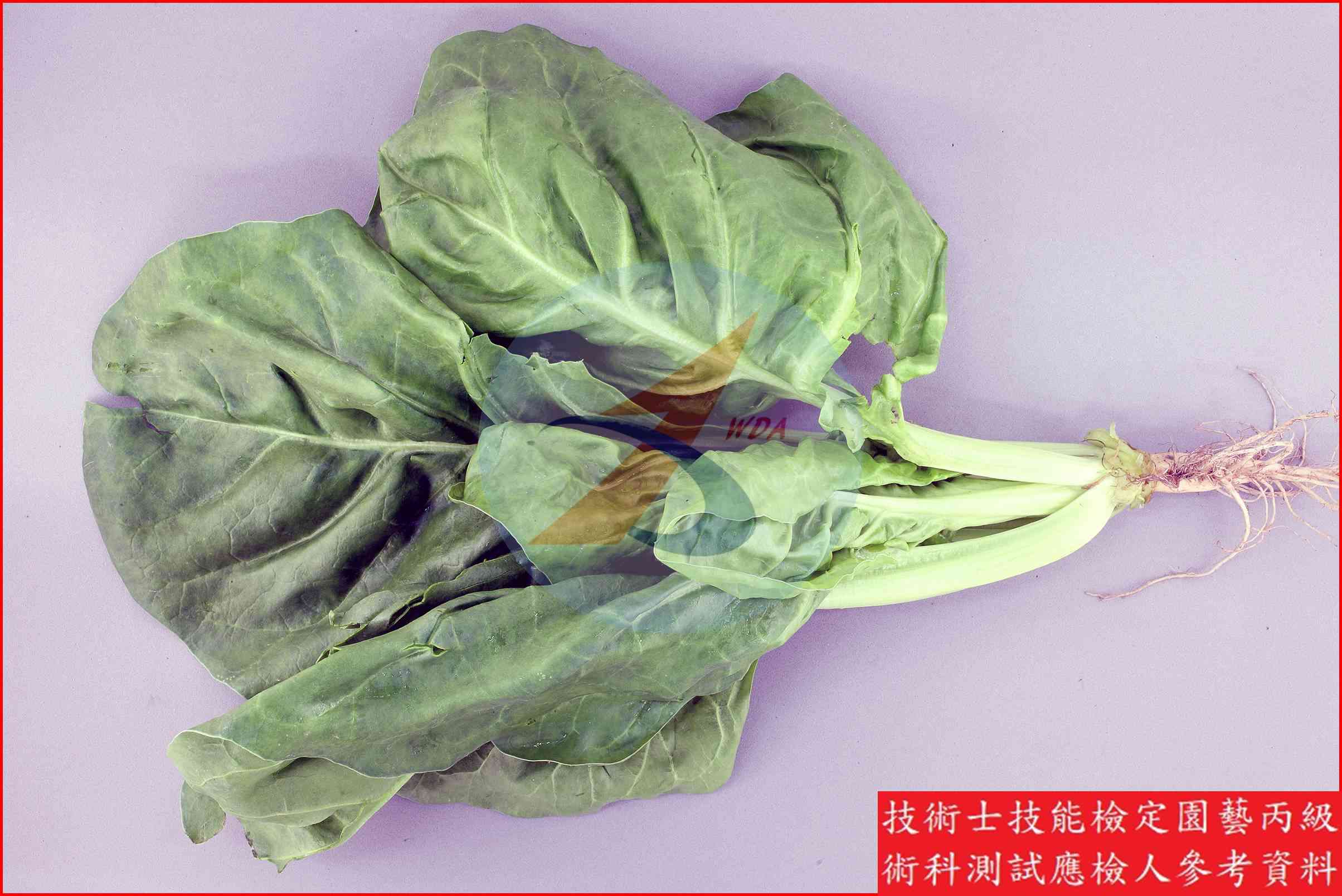 菾菜 園藝丙級識別圖片 2