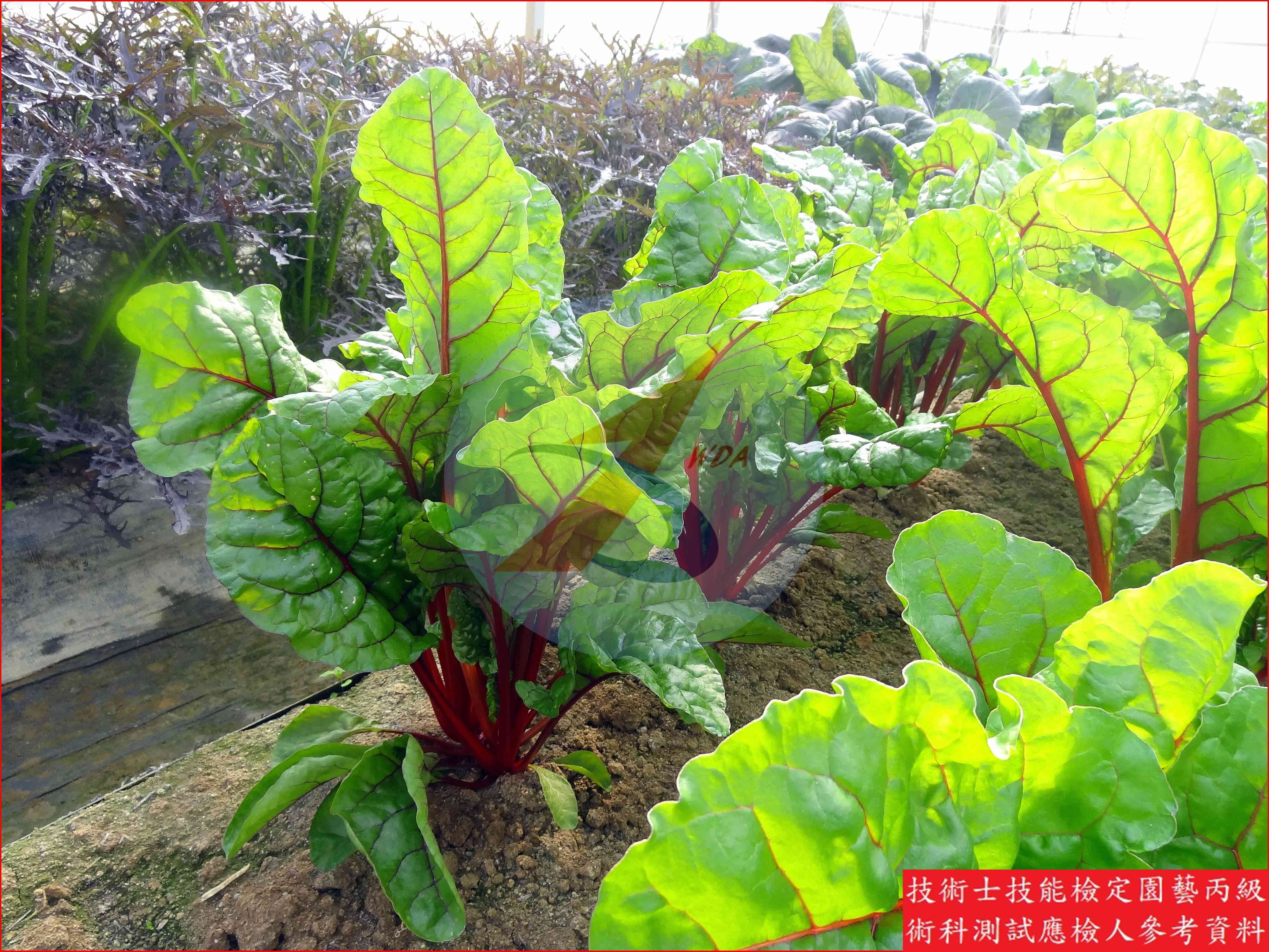 菾菜 園藝丙級識別圖片 3