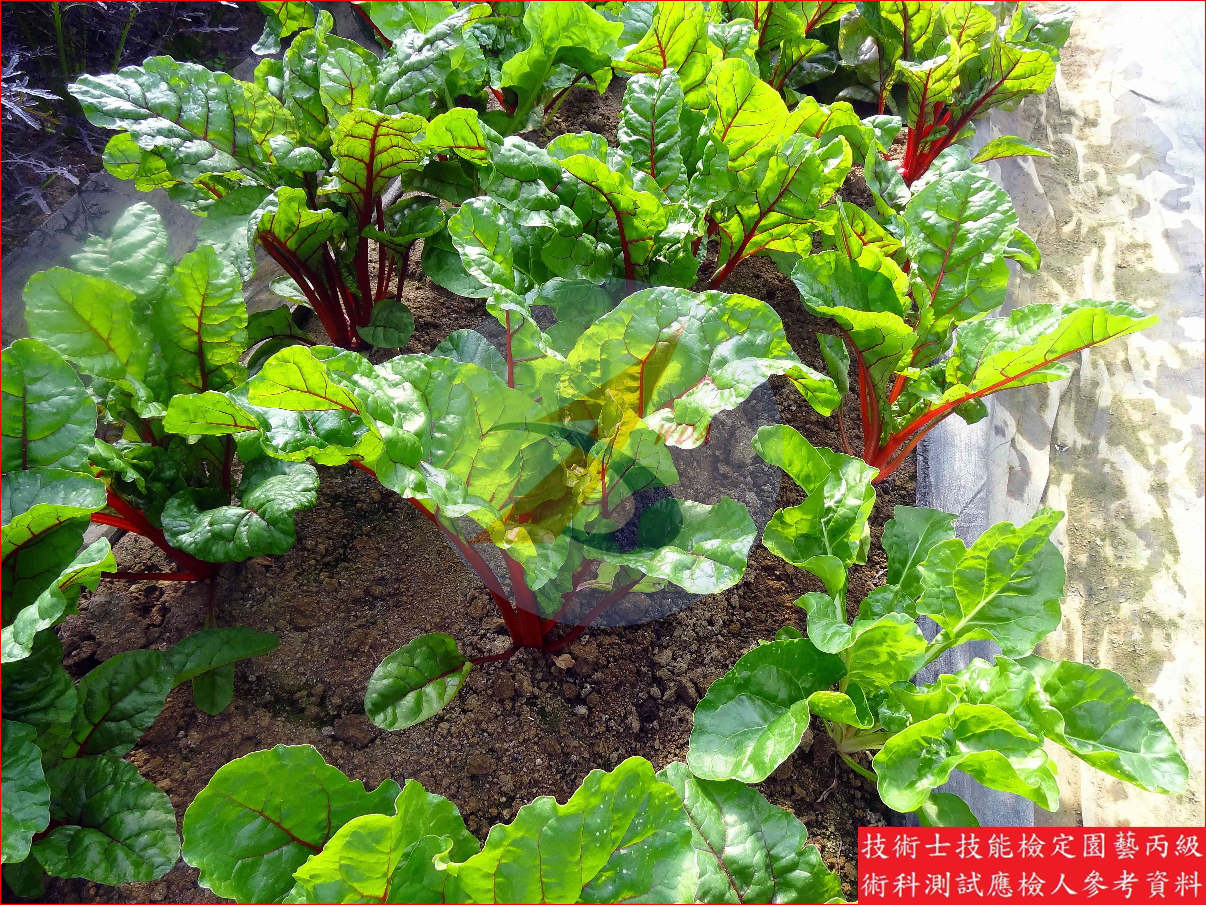 菾菜 園藝丙級識別圖片 4