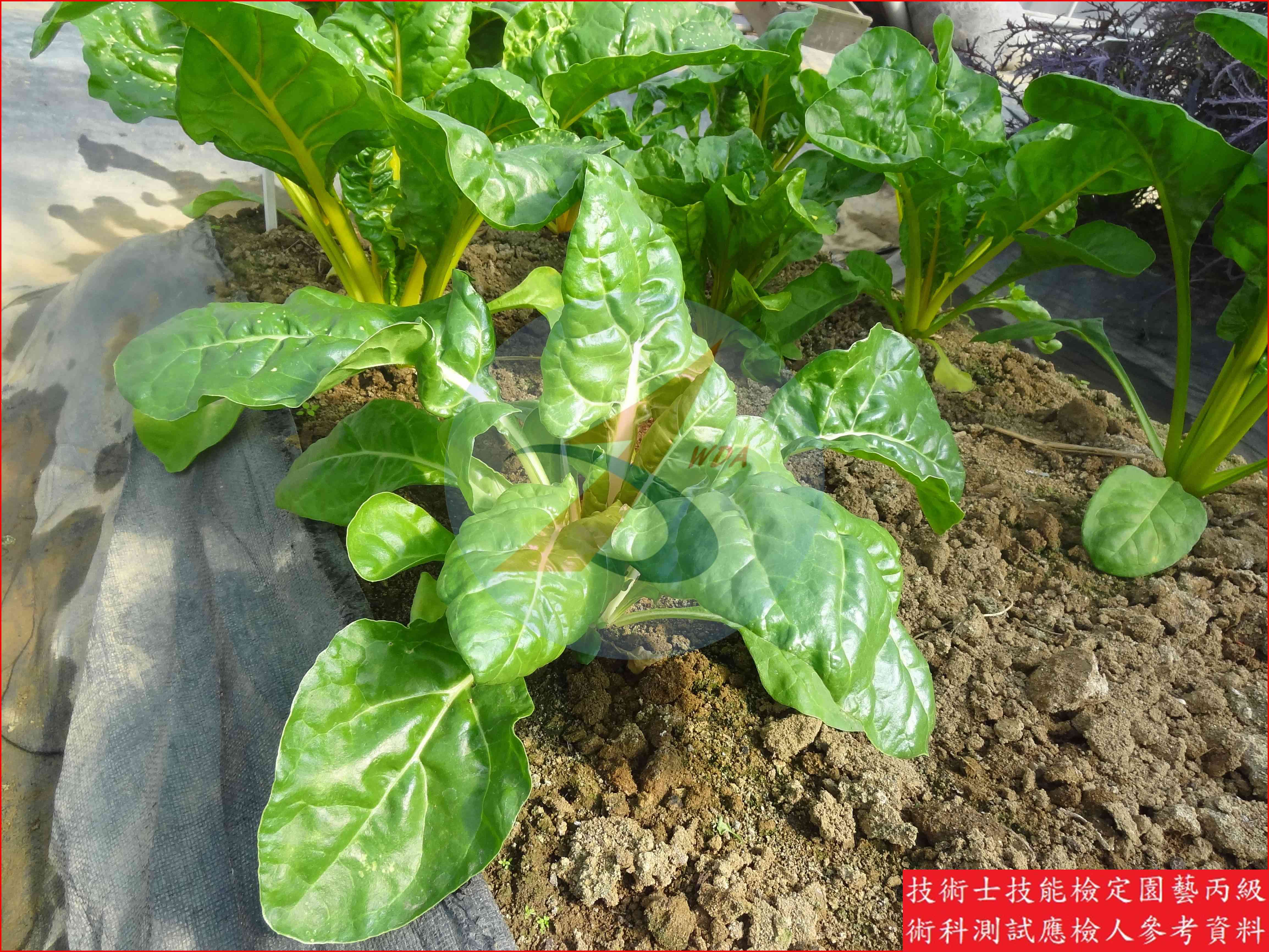 菾菜 園藝丙級識別圖片 5