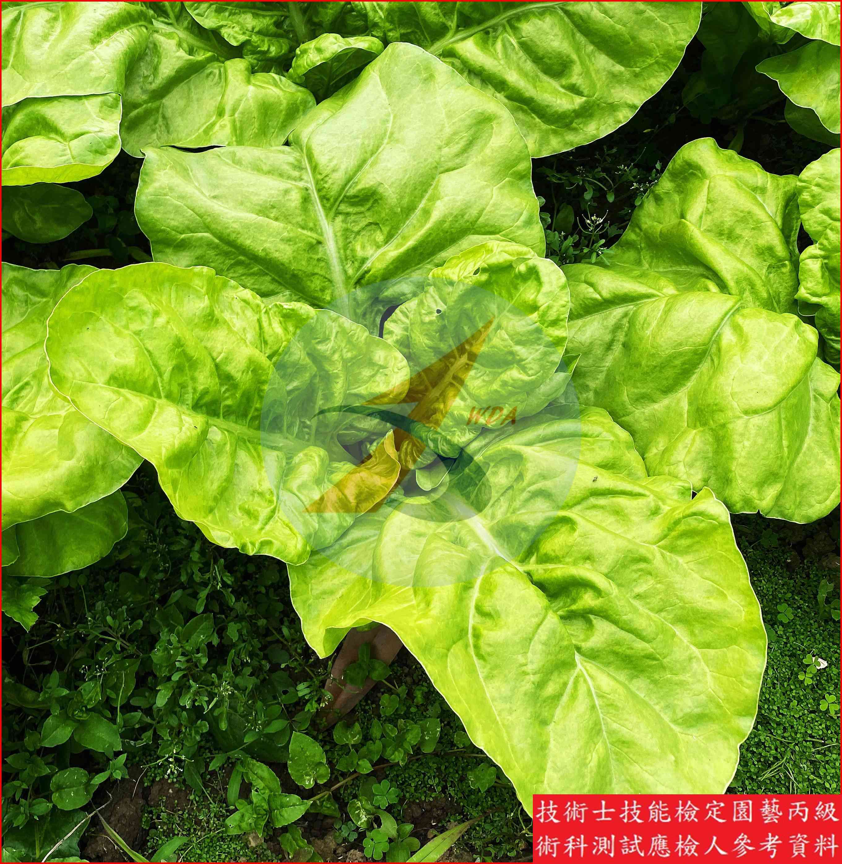菾菜 園藝丙級識別圖片 6