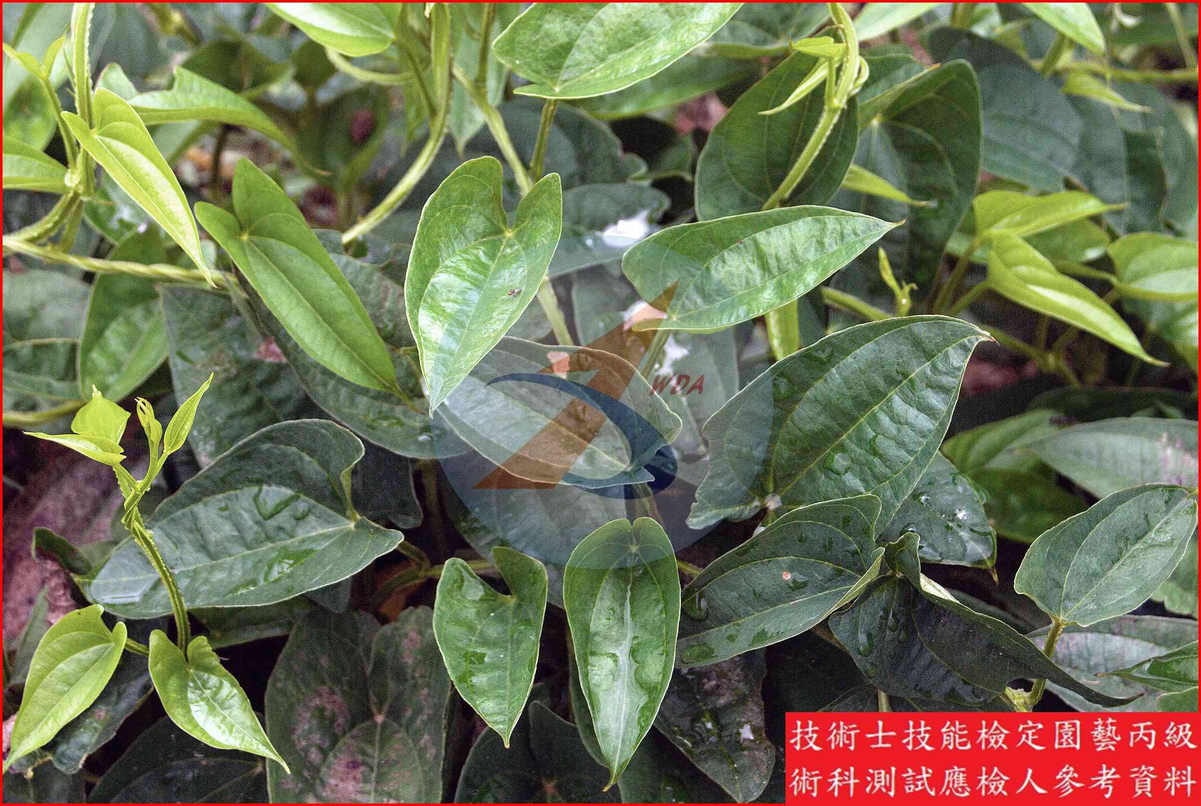 山藥 園藝丙級識別圖片 3