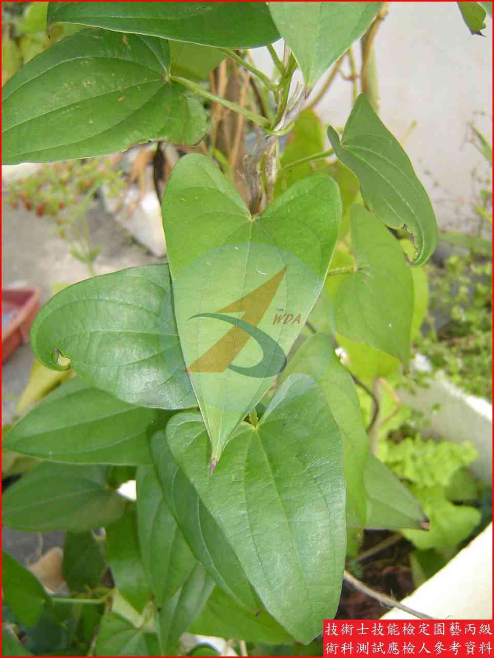 山藥 園藝丙級識別圖片 6