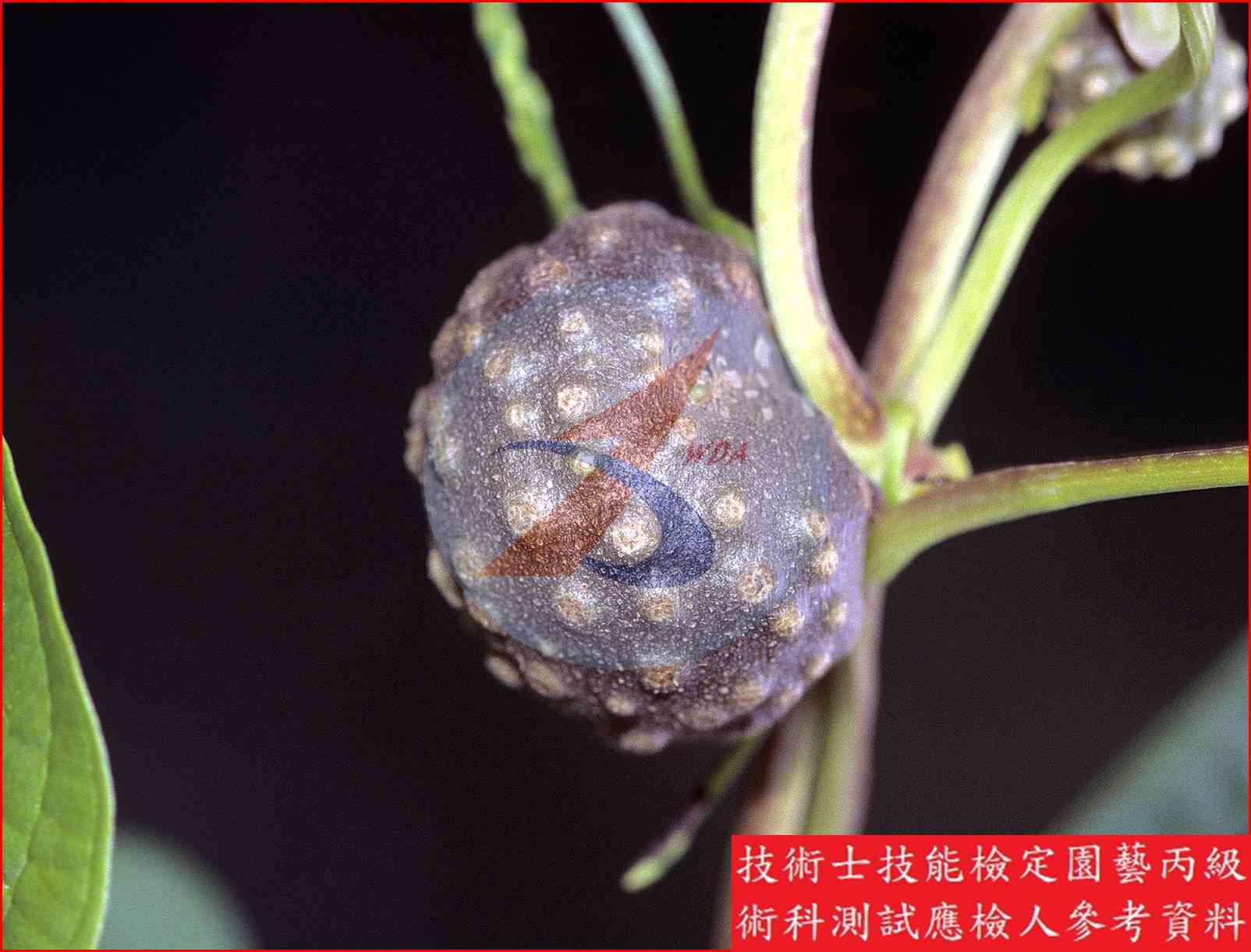 山藥 園藝丙級識別圖片 7