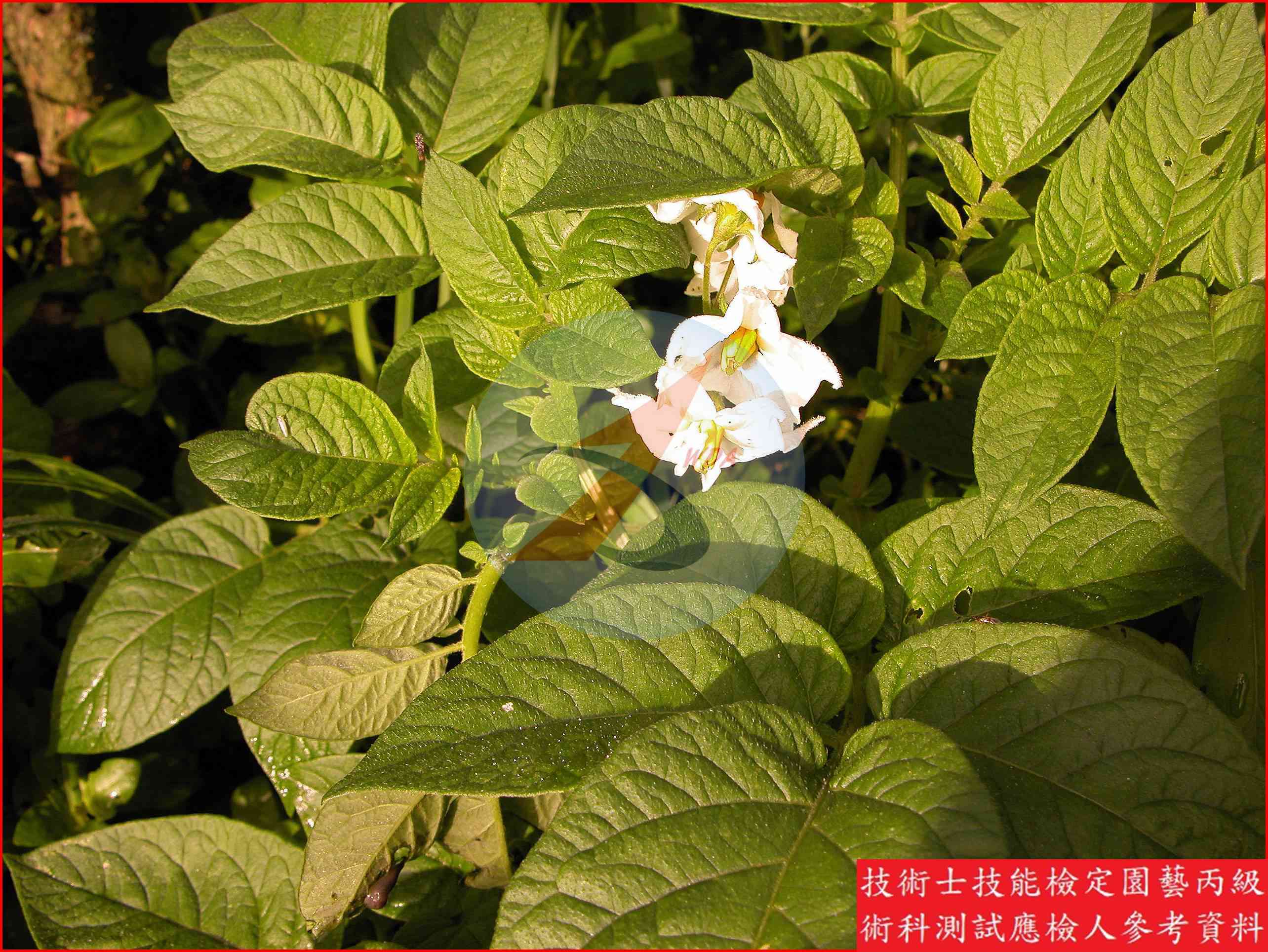 馬鈴薯 園藝丙級辨識圖片