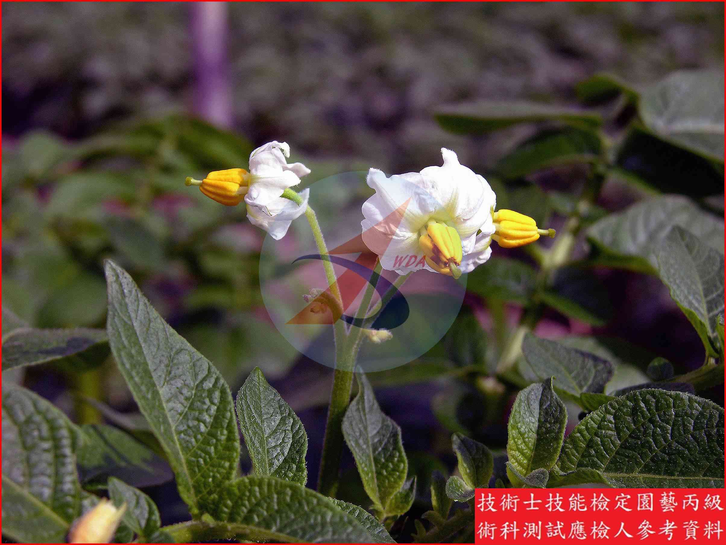 馬鈴薯 園藝丙級識別圖片 2