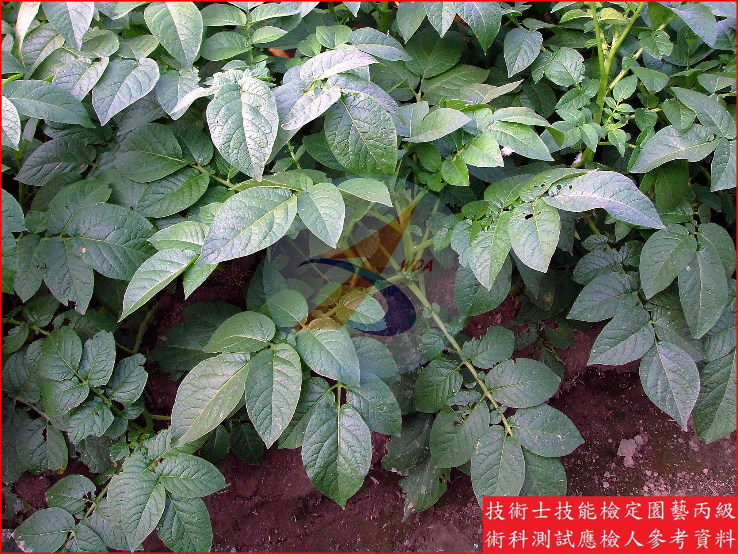 馬鈴薯 園藝丙級識別圖片 3