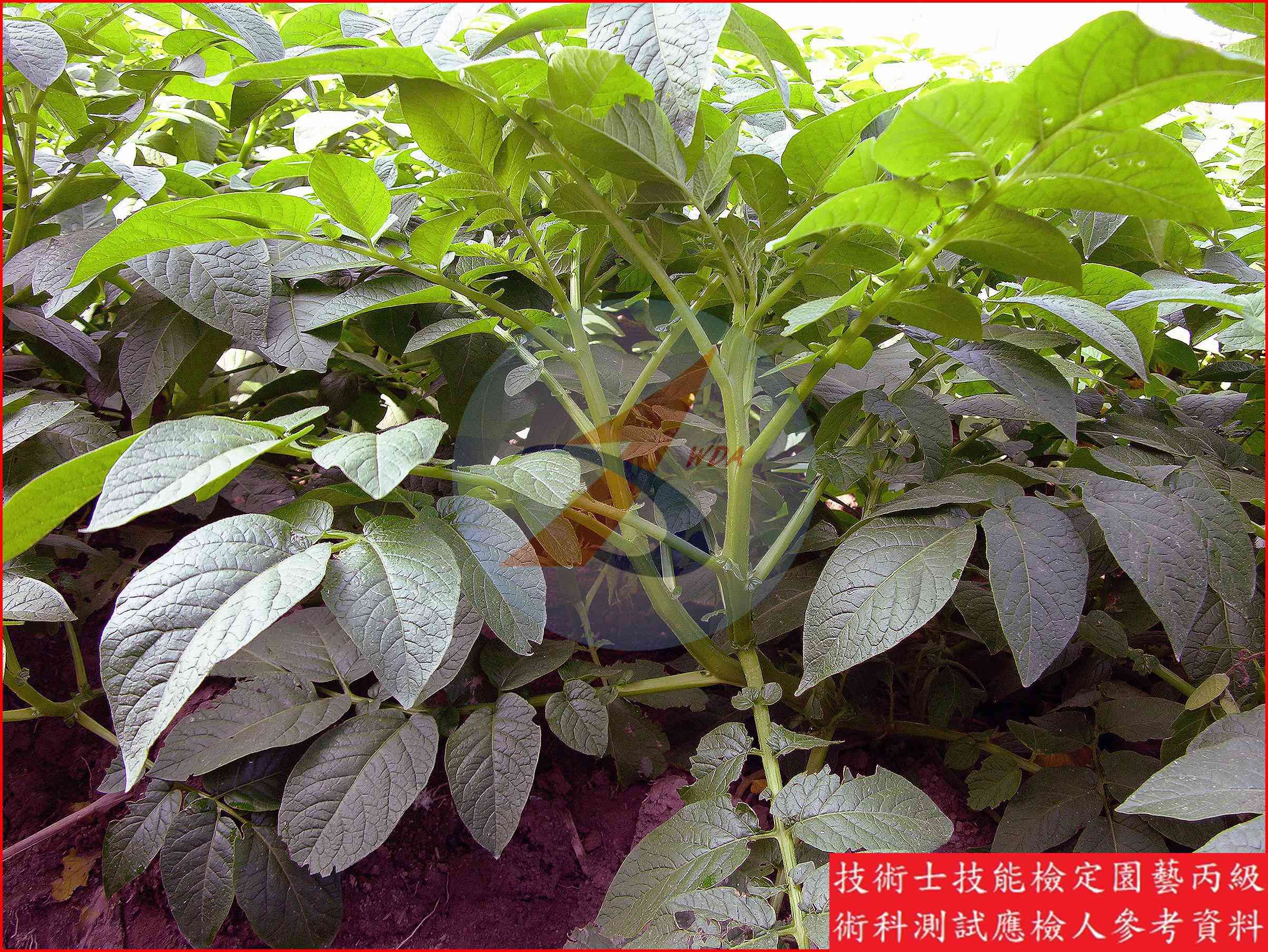 馬鈴薯 園藝丙級識別圖片 4