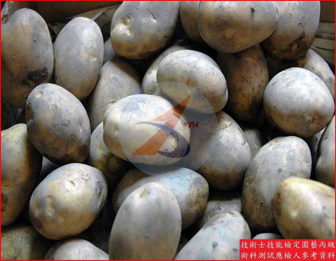 馬鈴薯 園藝丙級識別圖片 5
