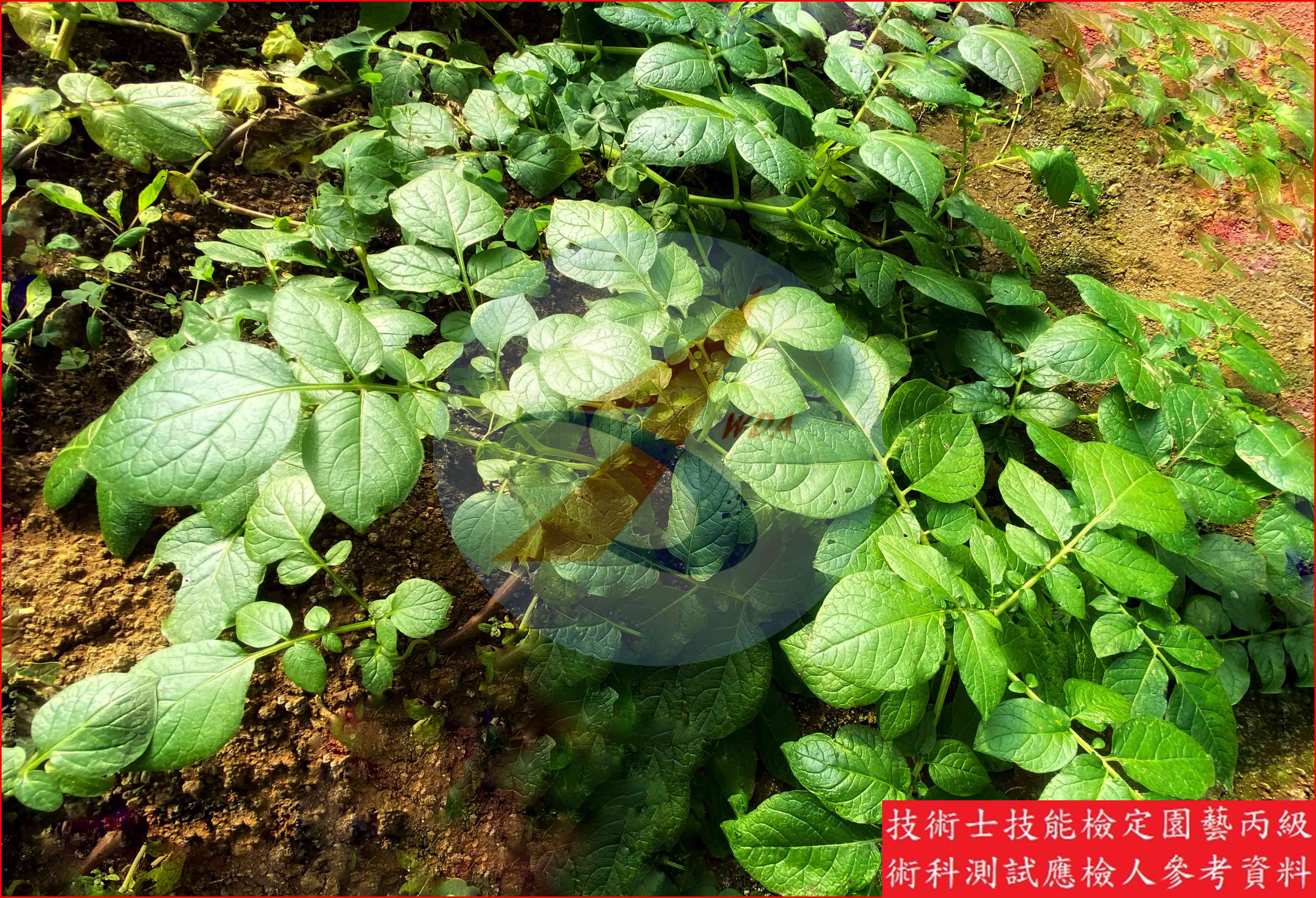 馬鈴薯 園藝丙級識別圖片 6
