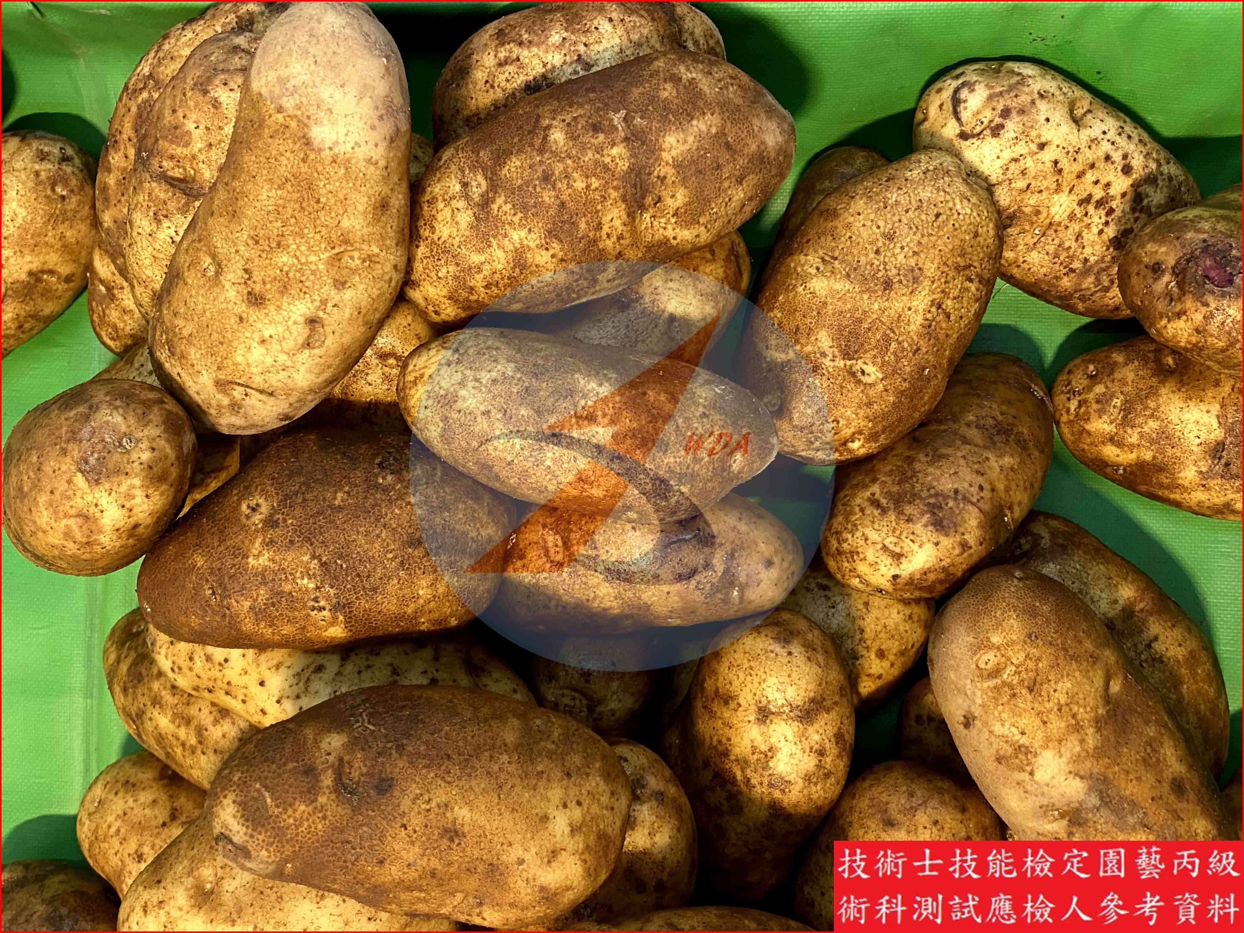 馬鈴薯 園藝丙級識別圖片 7