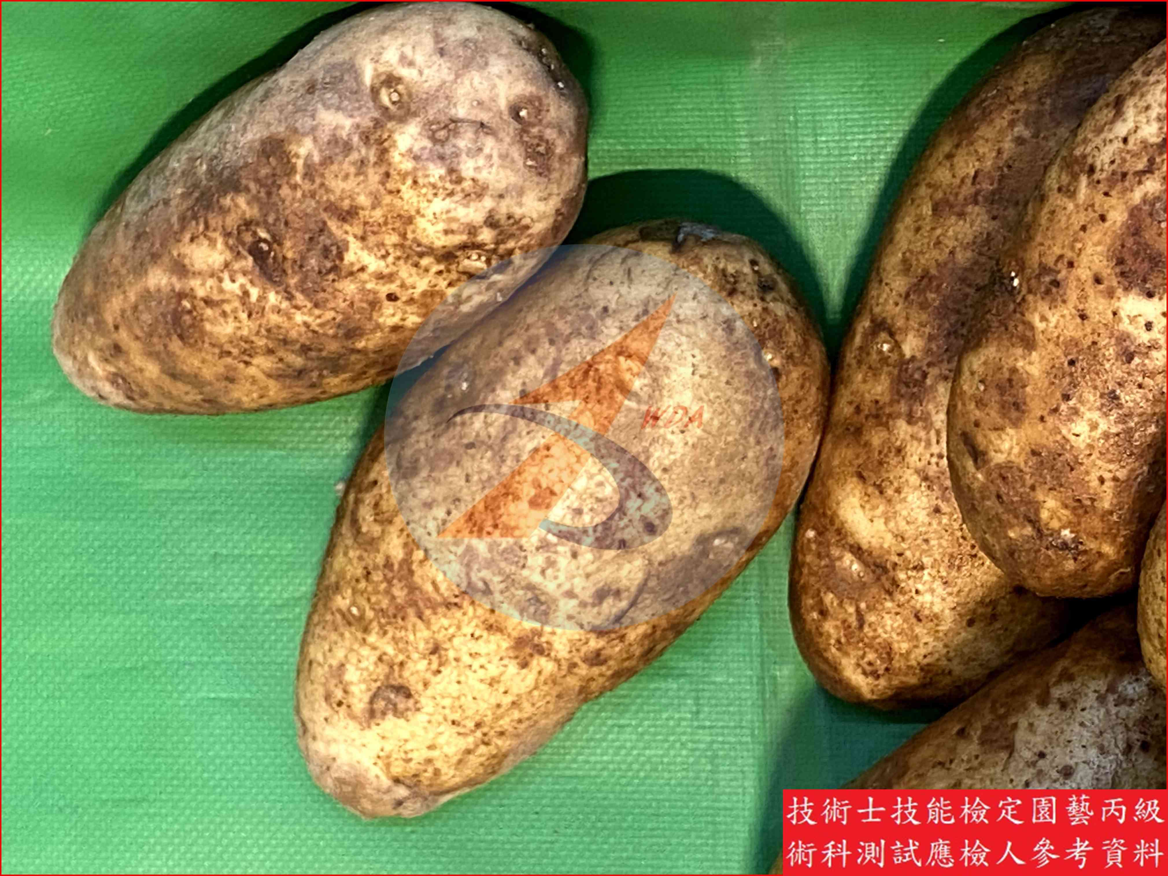 馬鈴薯 園藝丙級識別圖片 8
