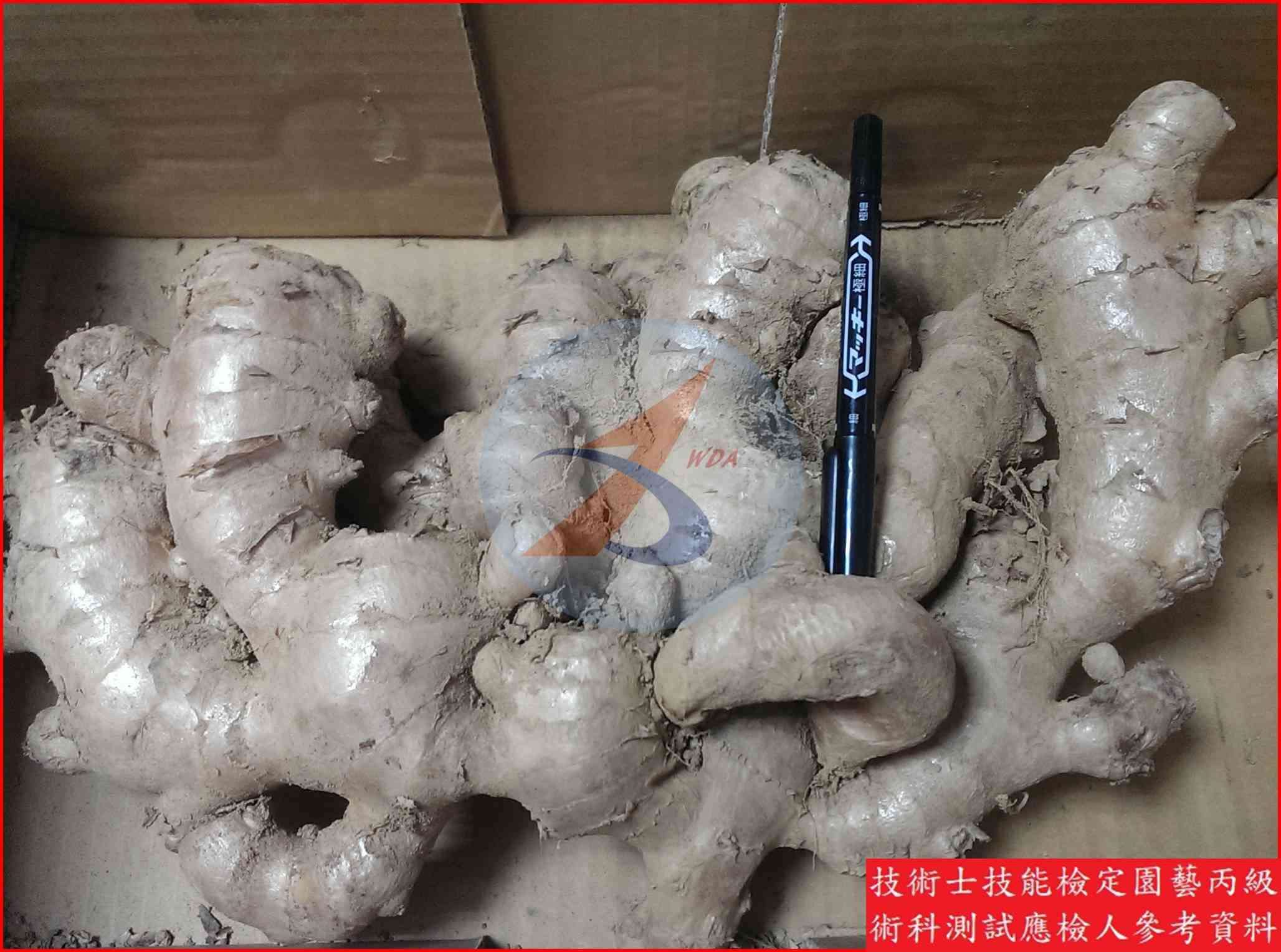 薑 園藝丙級識別圖片 3